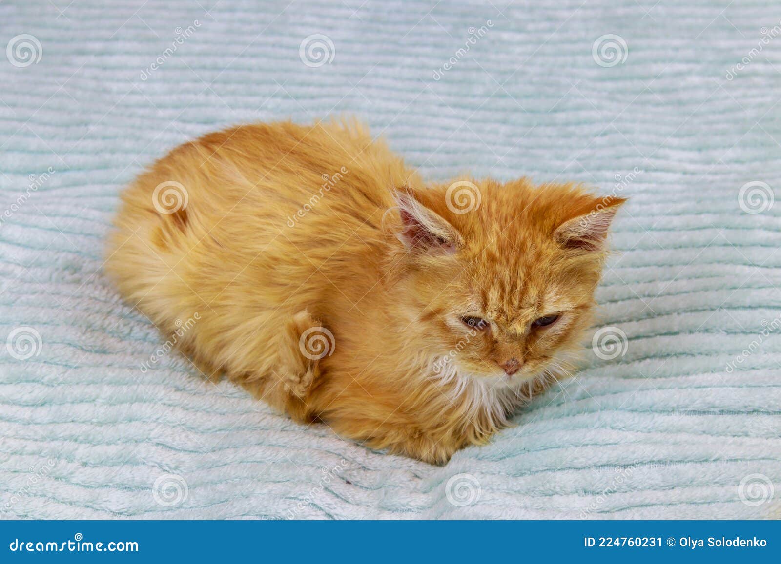 Ginger cat on bed at home stock image. Image of cozy 224760231