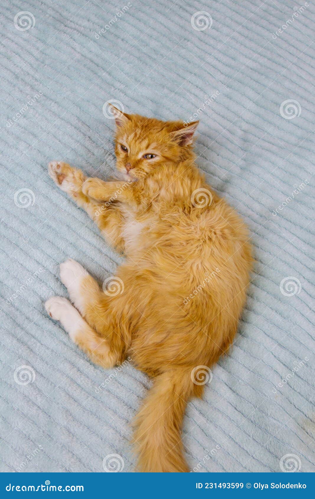 Ginger cat on bed at home stock image. Image of beautiful 231493599