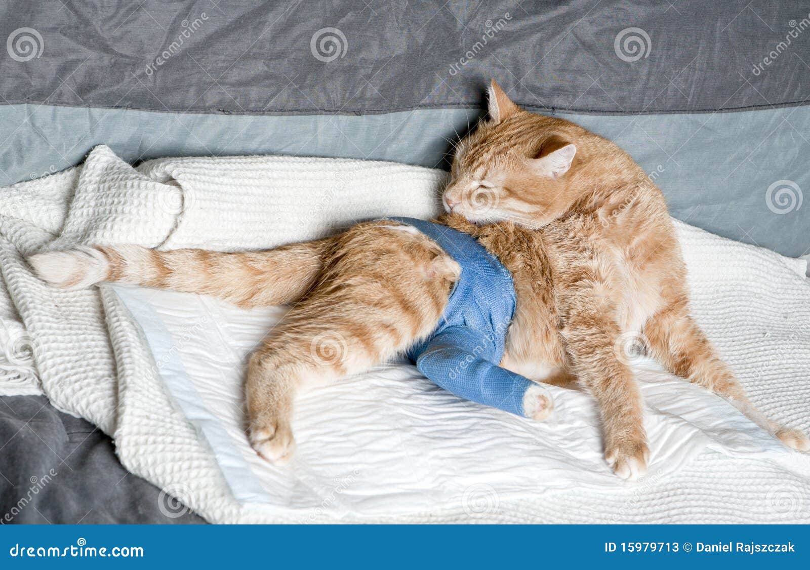 Ginger cat with broken leg stock image. Image of cast ...