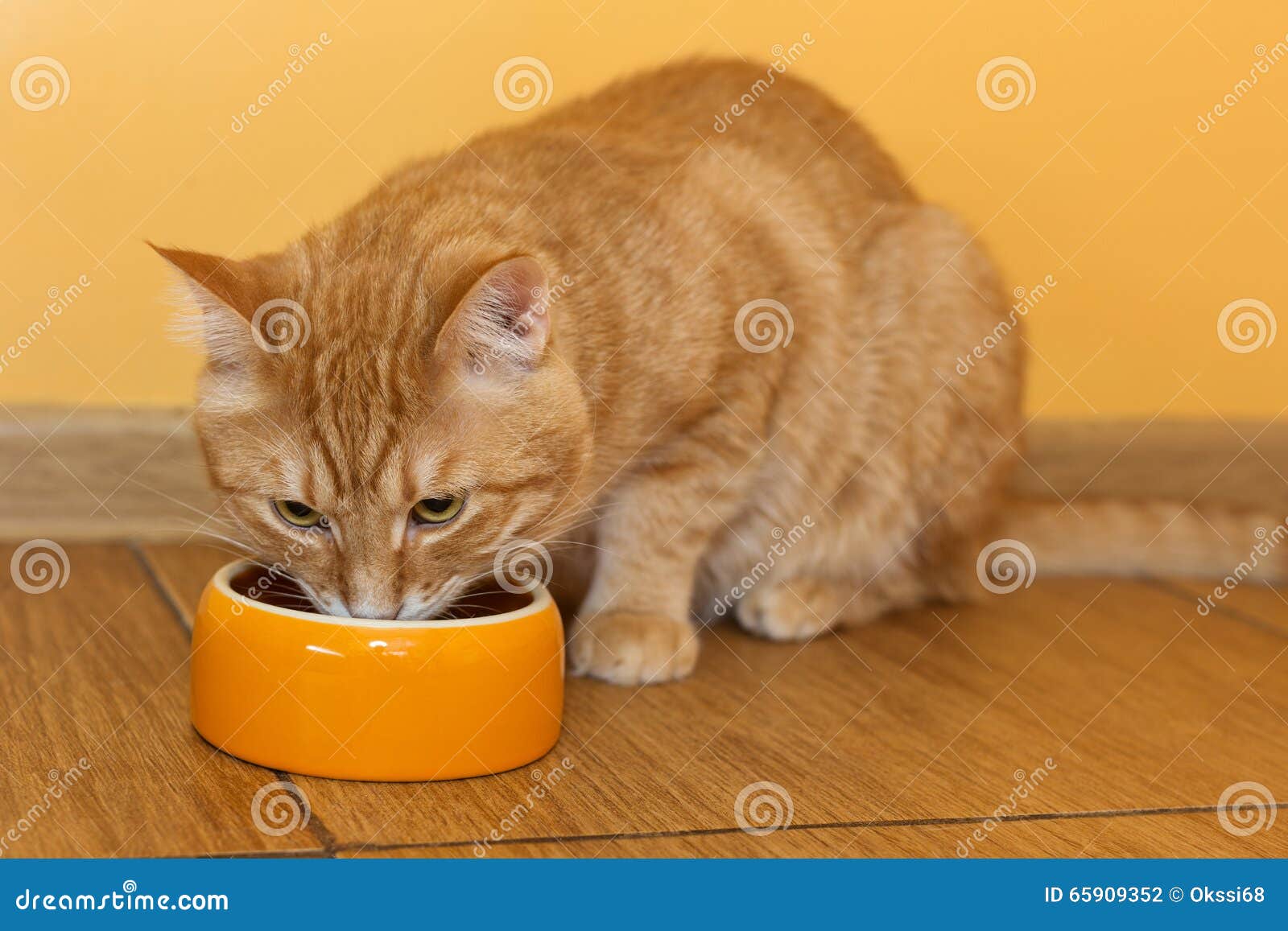 Ginger cat eating dry food stock photo. Image of appetite 65909352