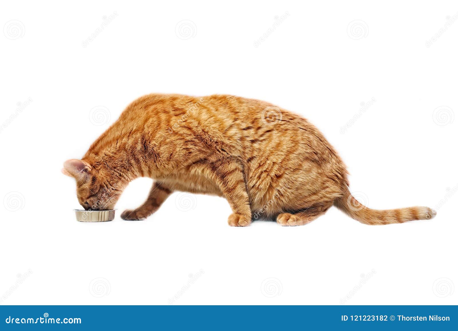 Ginger Cat  Eating  Out Of A Food Dish Side  View Isolated 
