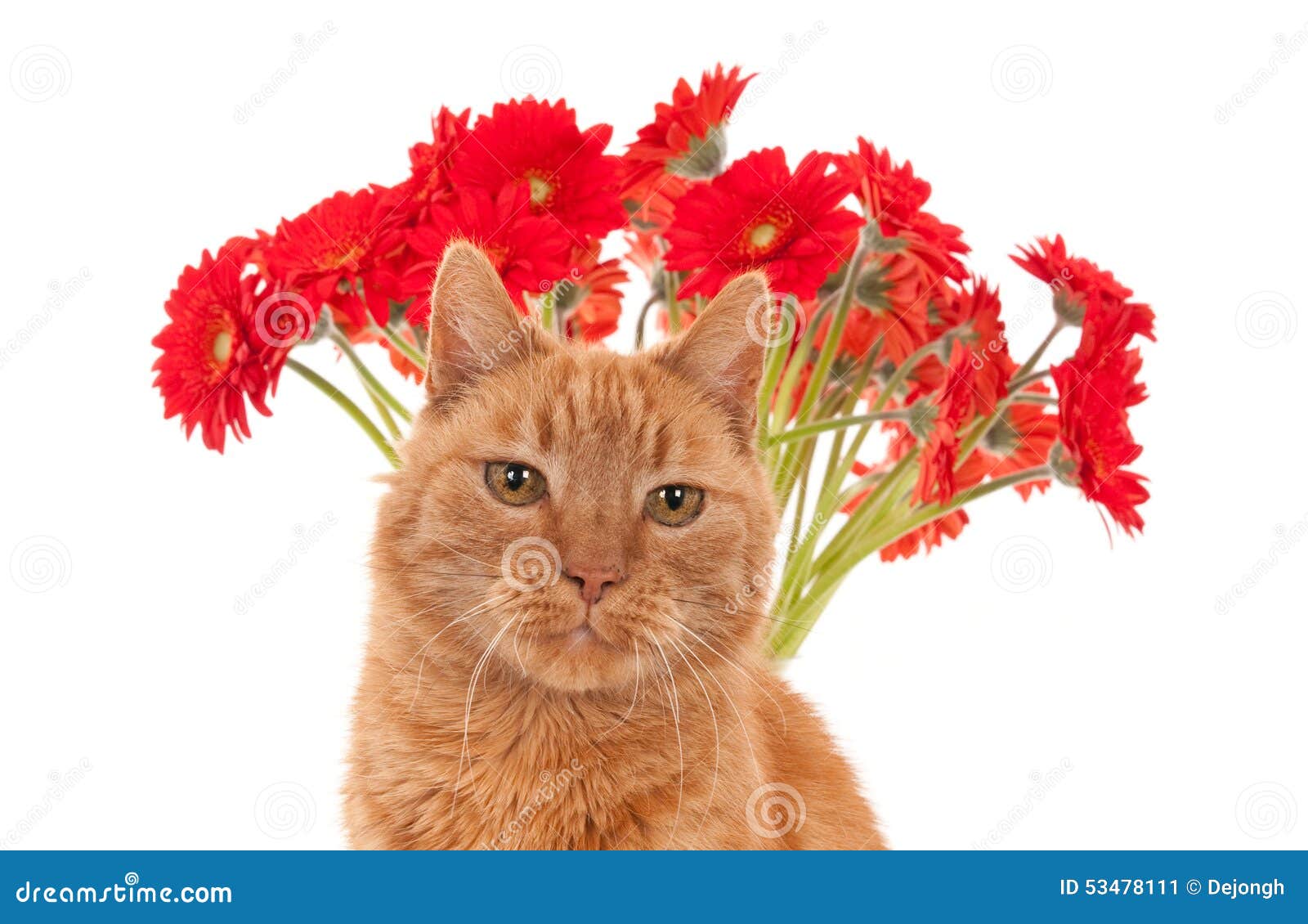 A Ginger Cat Face in Front of Red African Daisies Stock Image Image