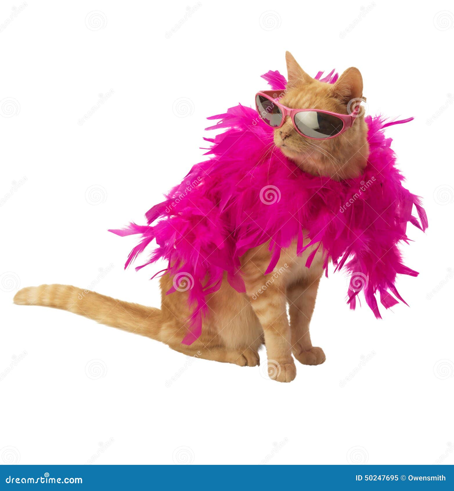 Ginger Cat With Feather Boa And Shadow Stock Image Image Of Pink Background
