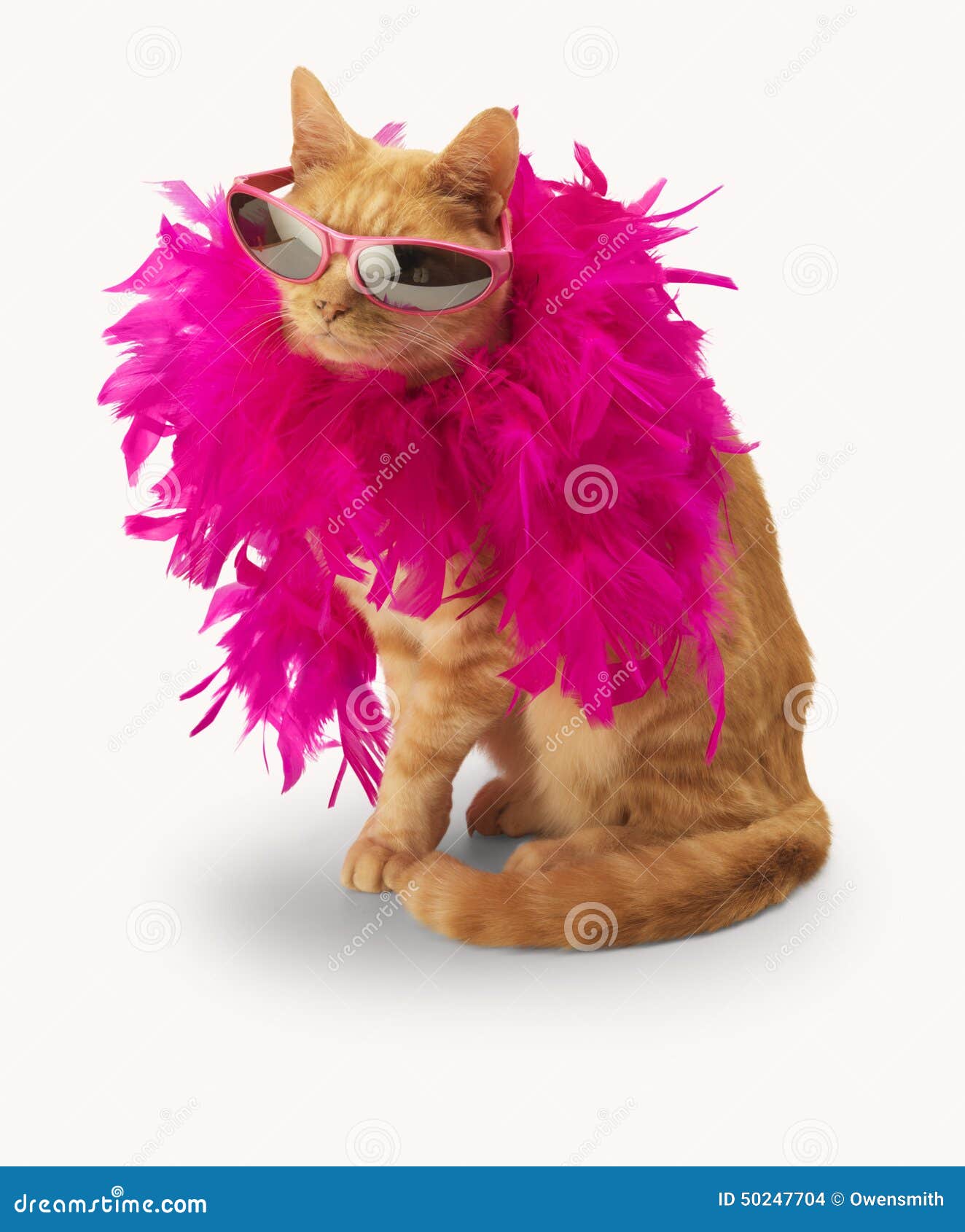 Ginger Cat with Feather Boa (and Shadow) Stock Photo Image of