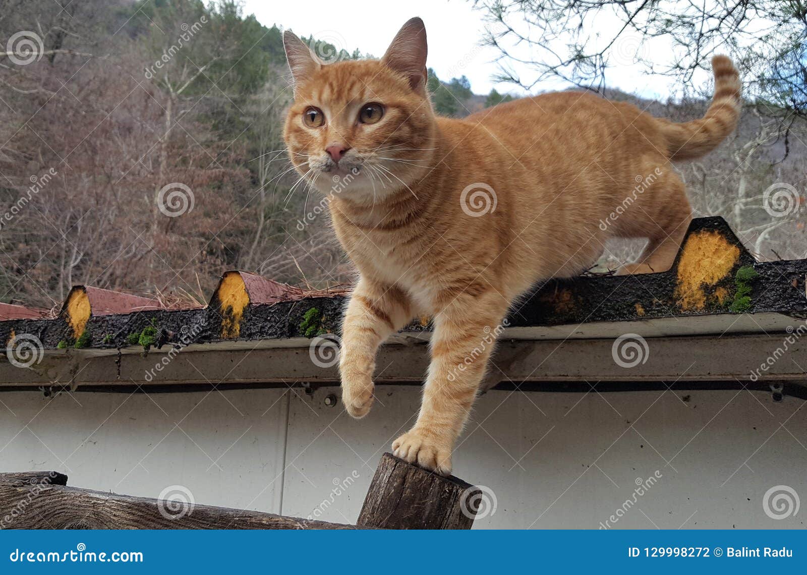 Ginger Cat Get Down from Roof Stock Photo Image of house, looking
