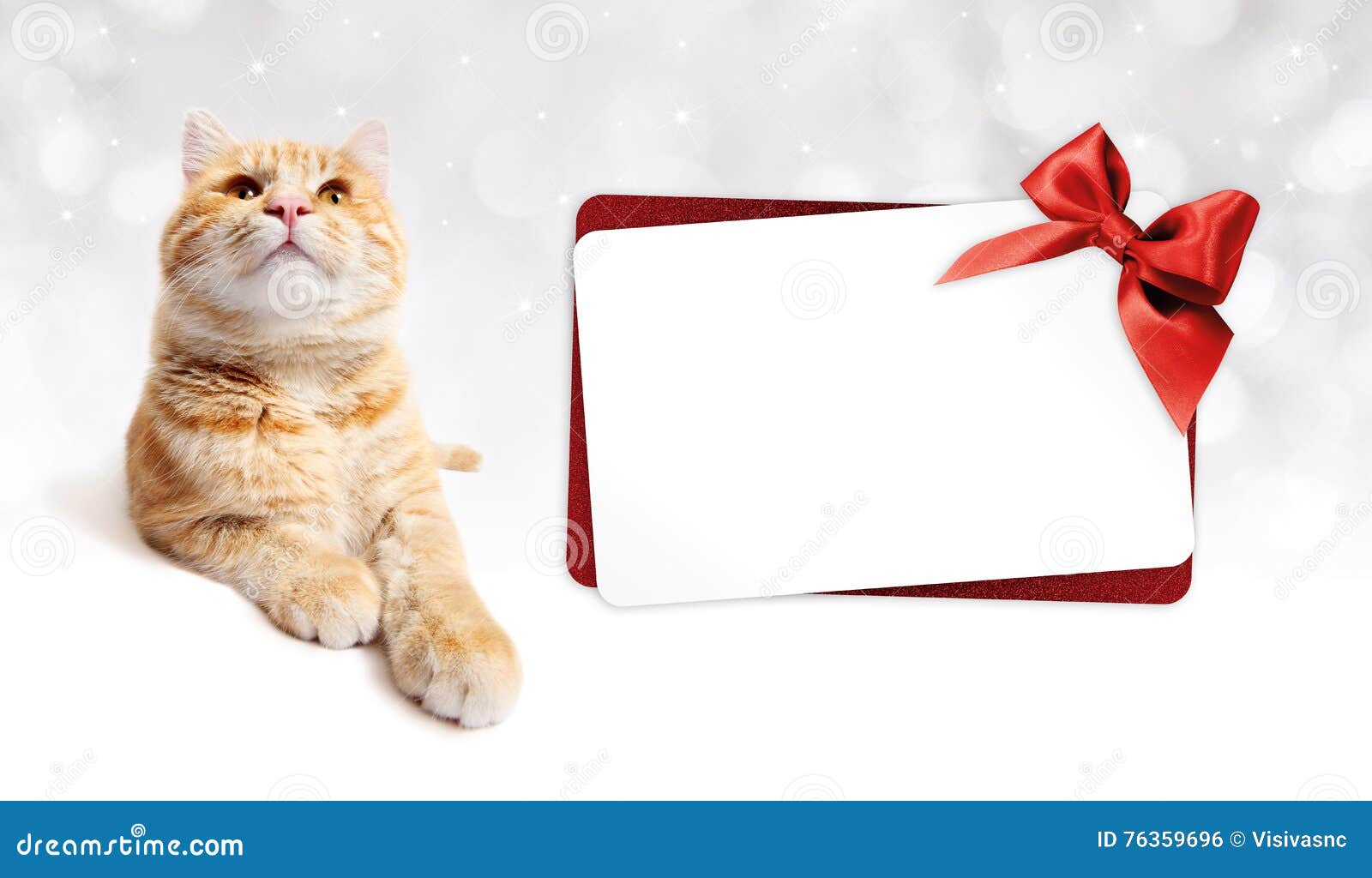 Ginger Cat and Gift Card with Ribbon Bow Isolated on White Stock