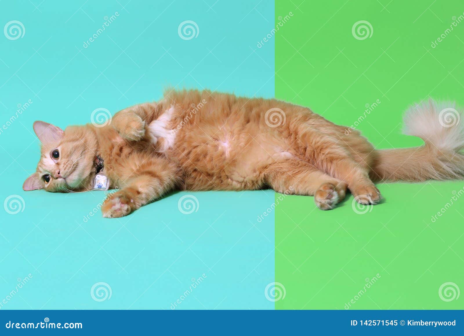 Ginger Cat stock image. Image of shot, cute, green, breed 142571545