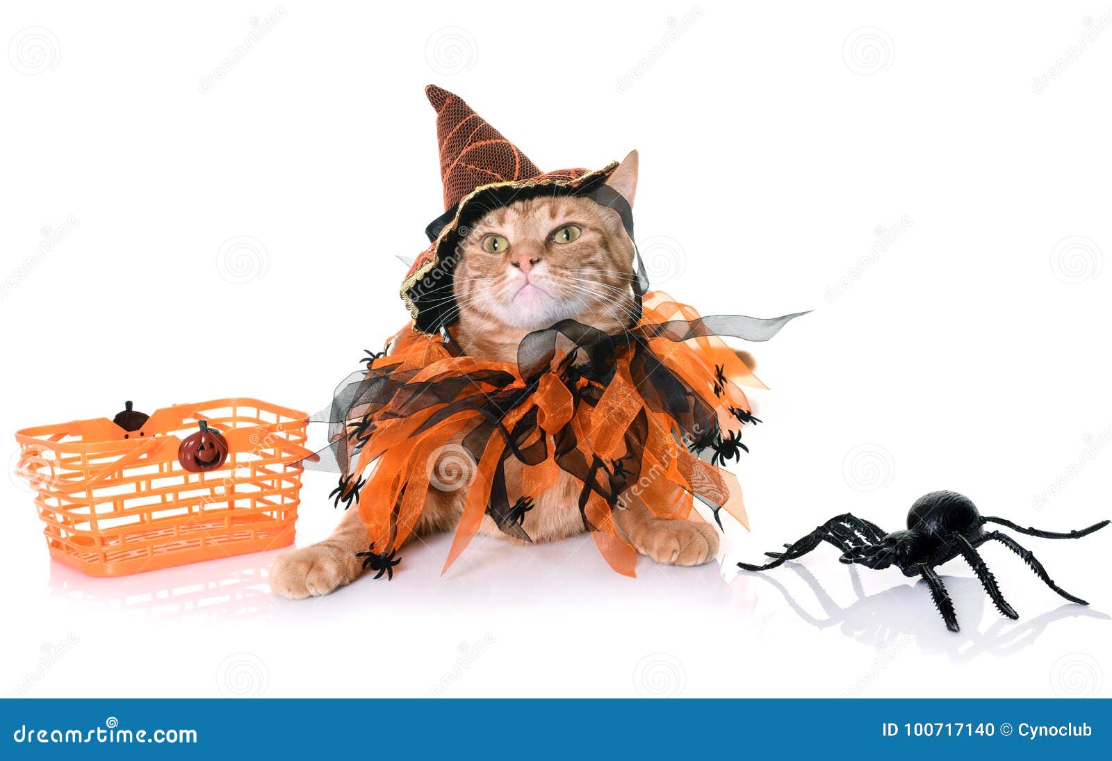 Ginger cat and halloween stock photo. Image of adult 100717140