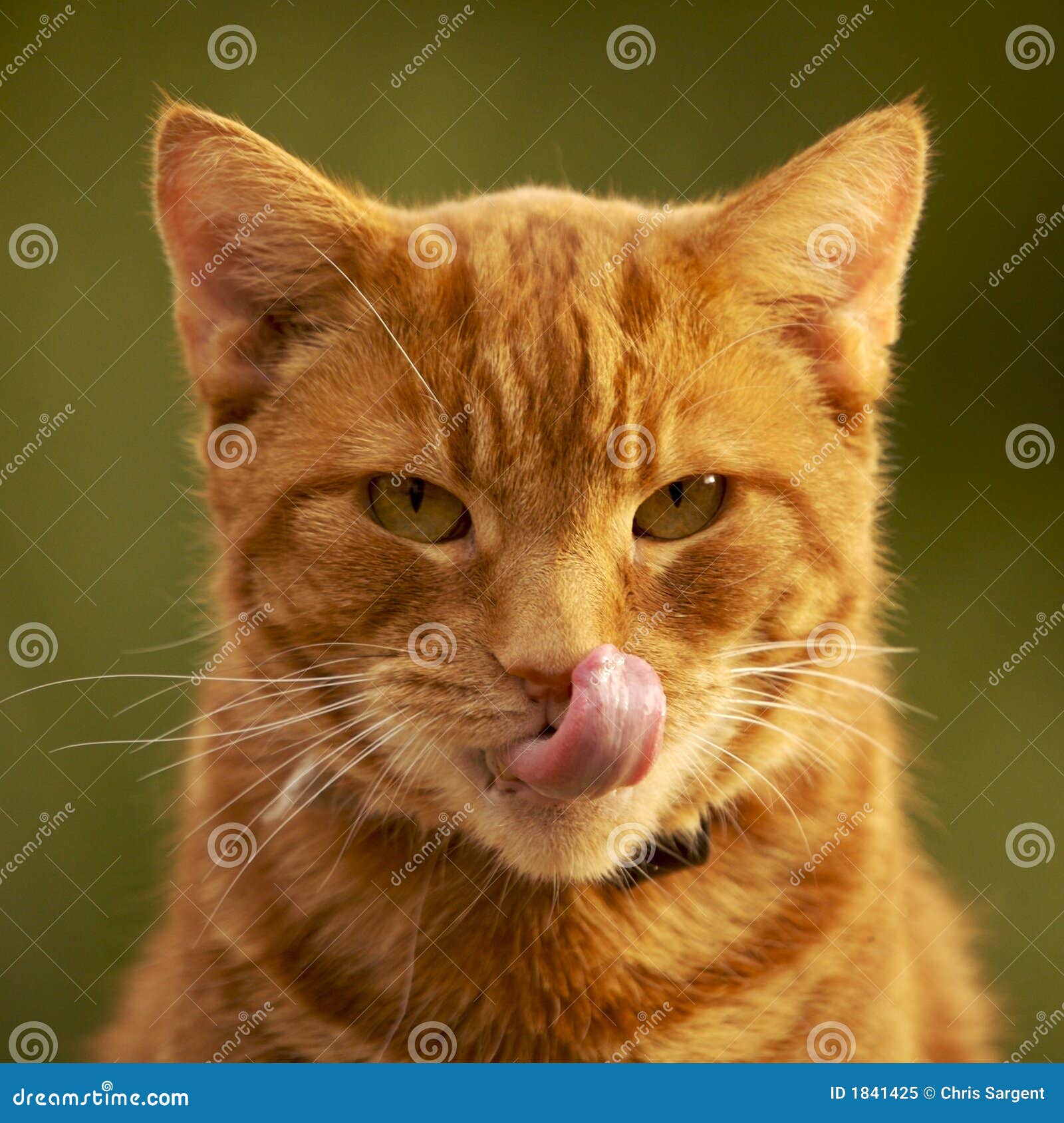 Ginger Cat Licking Its Nose Royalty Free Stock Photo Image 1841425