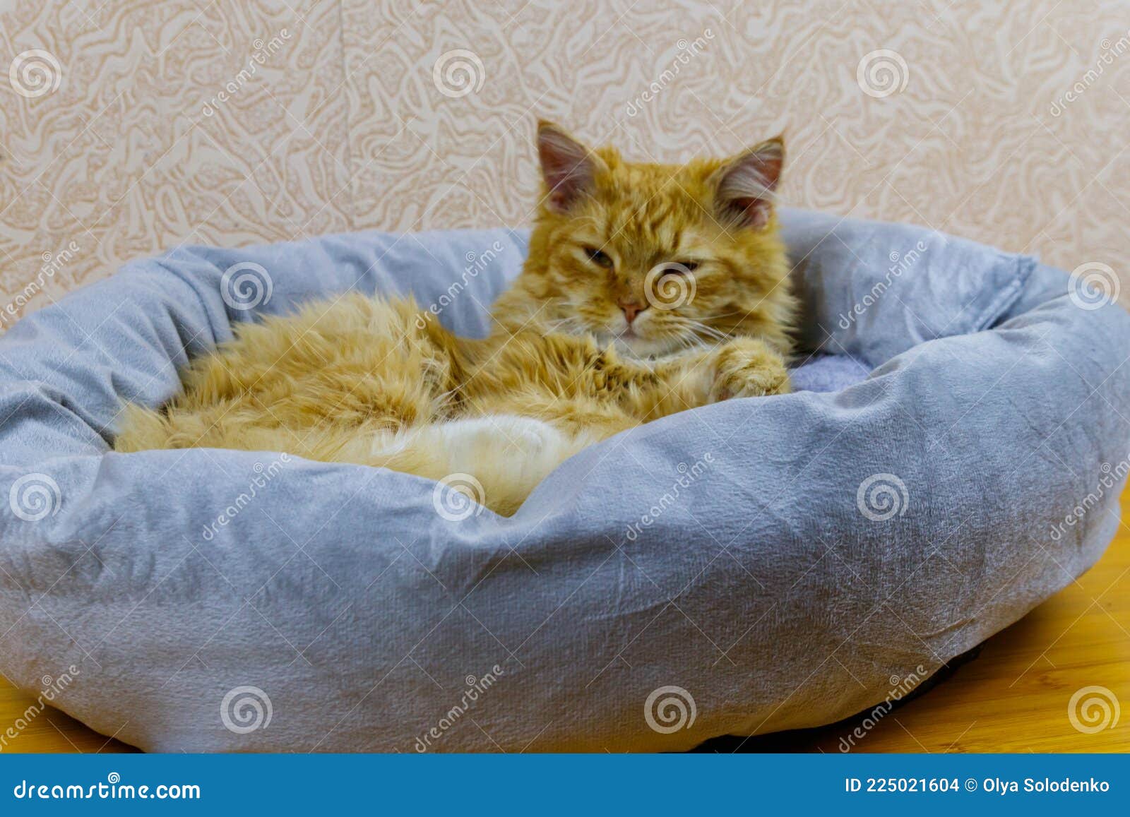 cozy cat bed