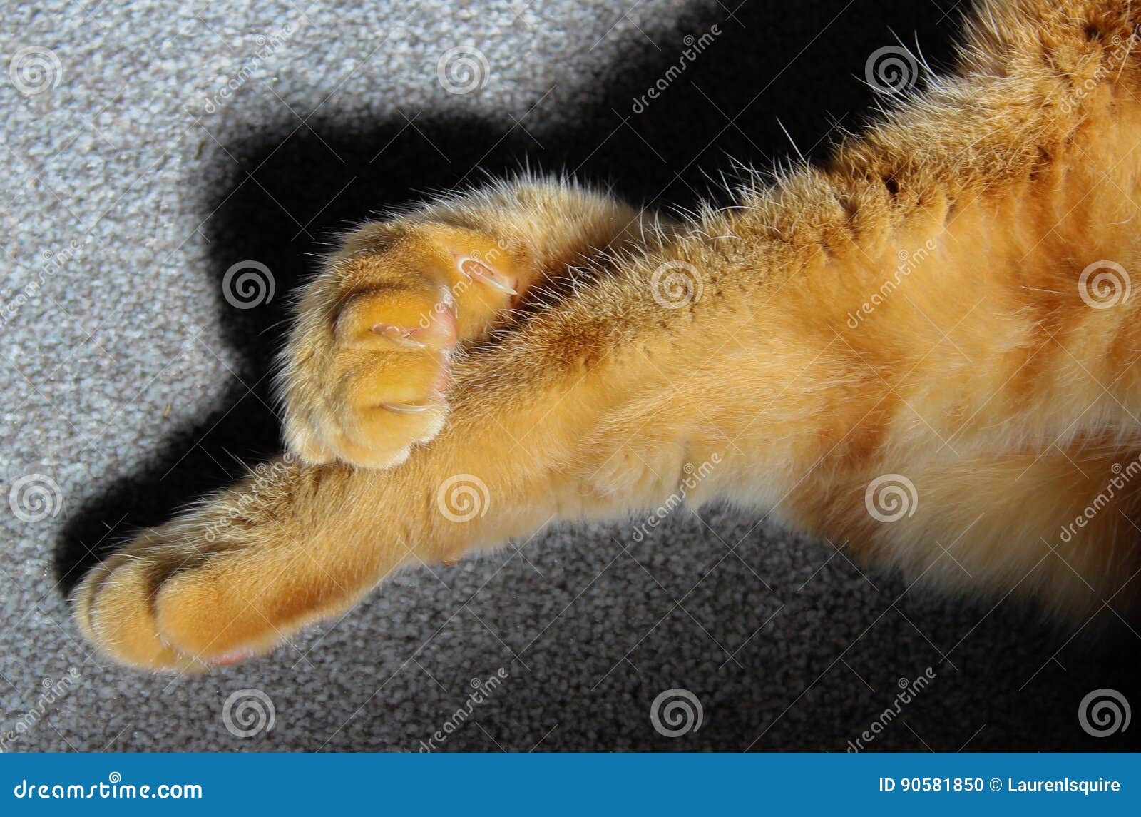 Ginger Cat Paws Crossed Legs Stock Photo Image of health, love 90581850