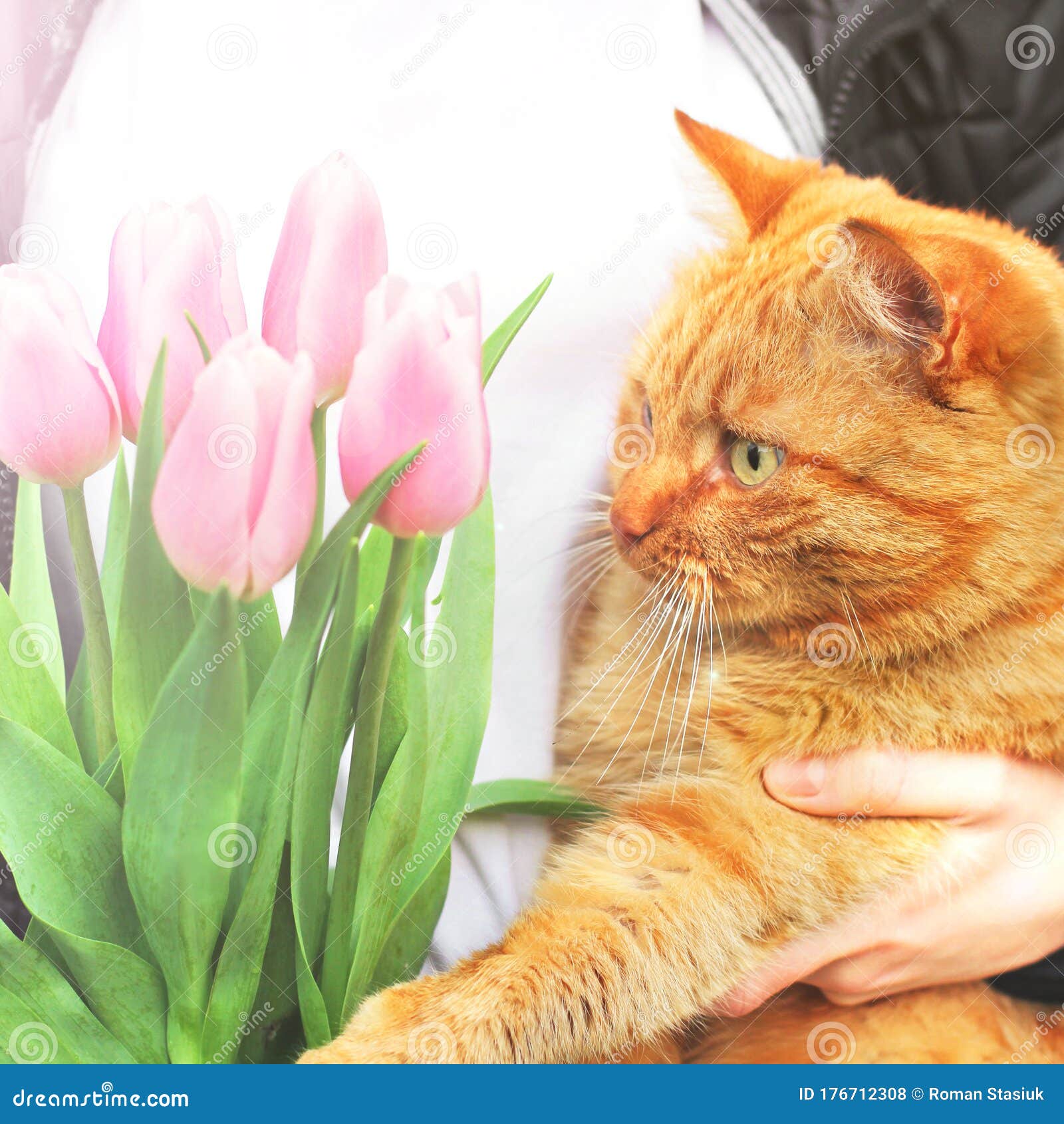 Ginger Cat and Pink Tulips. Cat and Flowers Stock Photo Image of