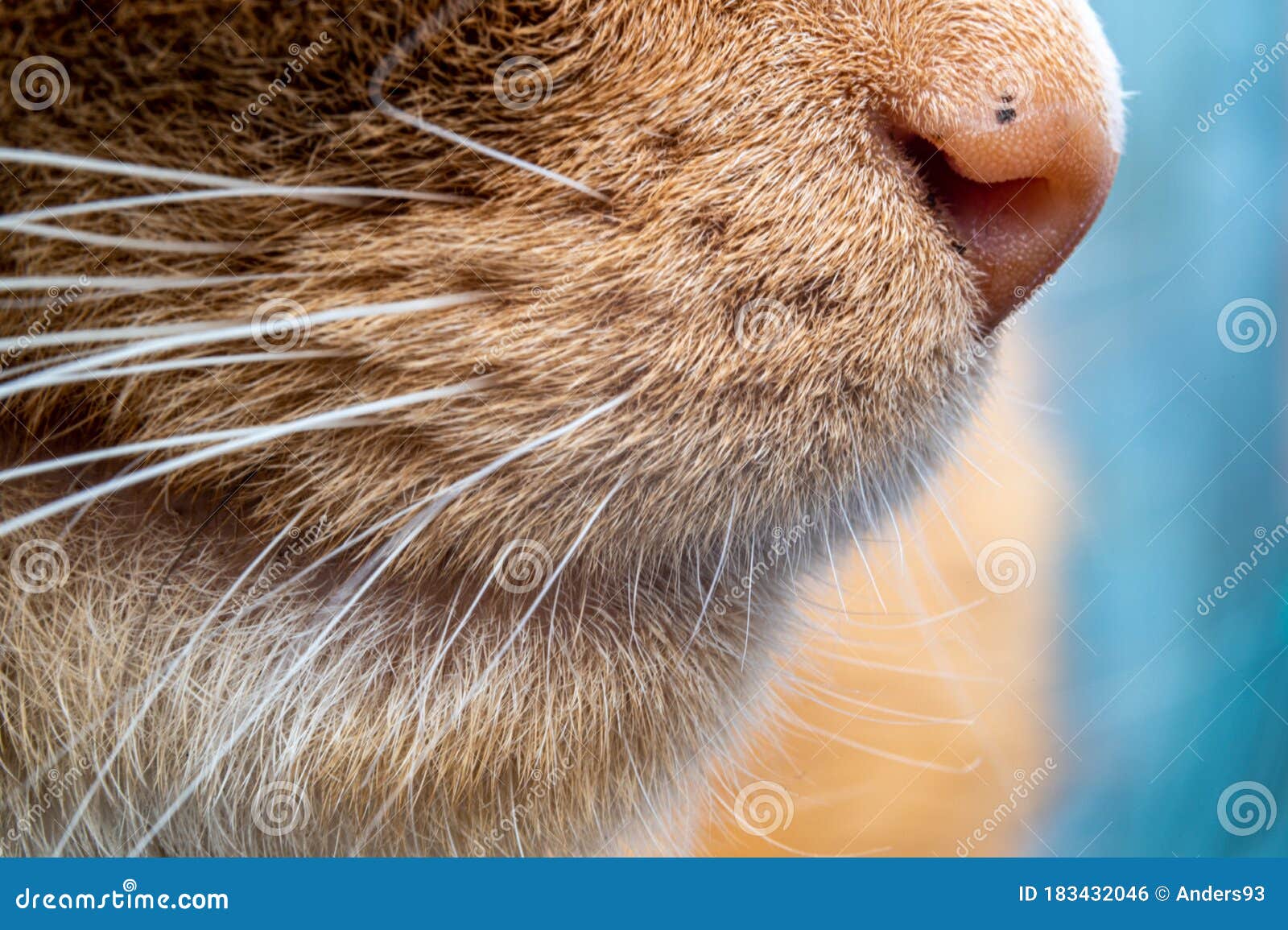 Ginger Cat Side Profile of Nose and Jaw Stock Photo Image of beauty
