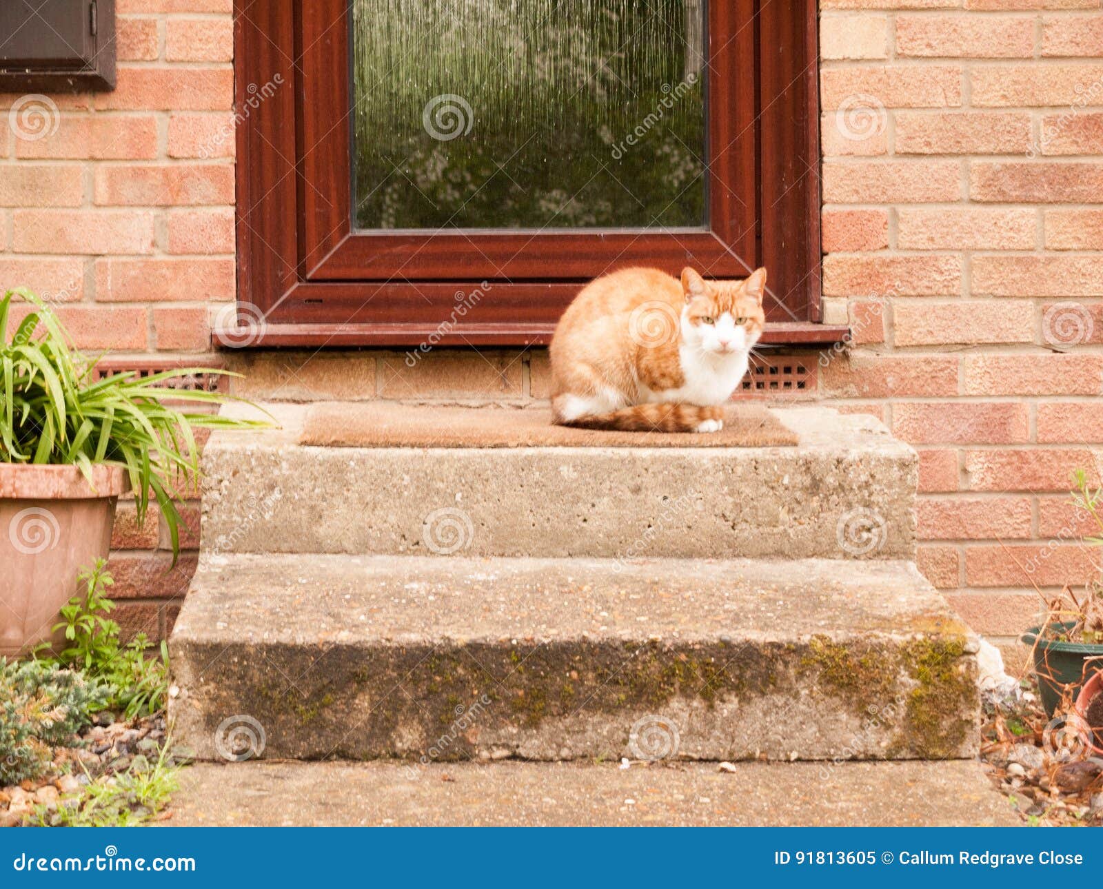 A Ginger Cat Sitting on the Front Door Step Waiting Stock Image Image of people, ginger 91813605