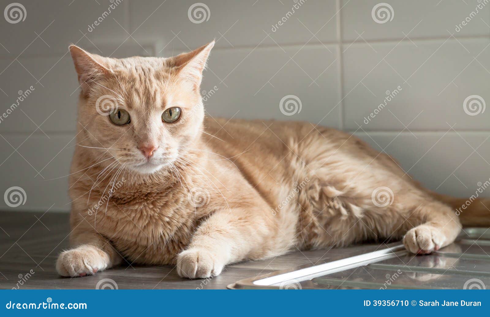 Ginger Cat Sitting on the Kitchen Counter Stock Photo Image of indoor