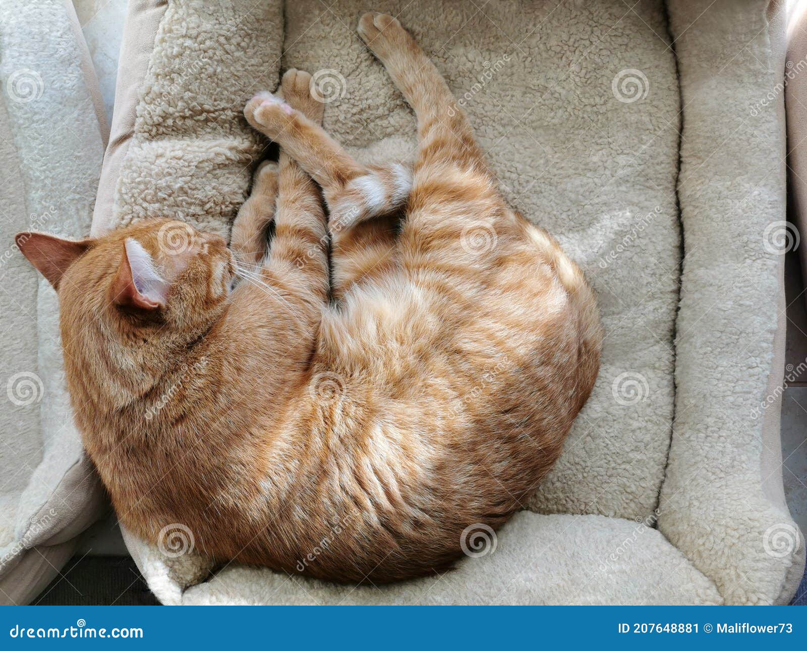 Ginger Cat Sleeping in Cat Bed. Stock Image Image of claw, feline