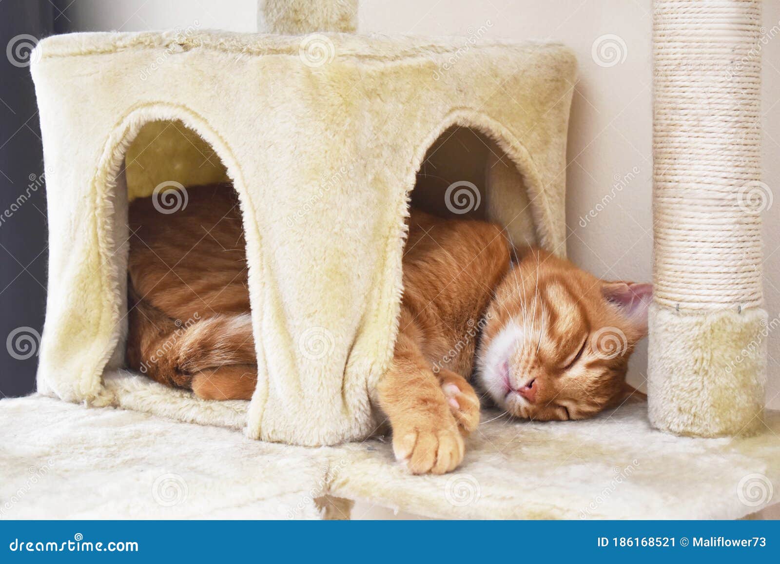 cat sleeping tower