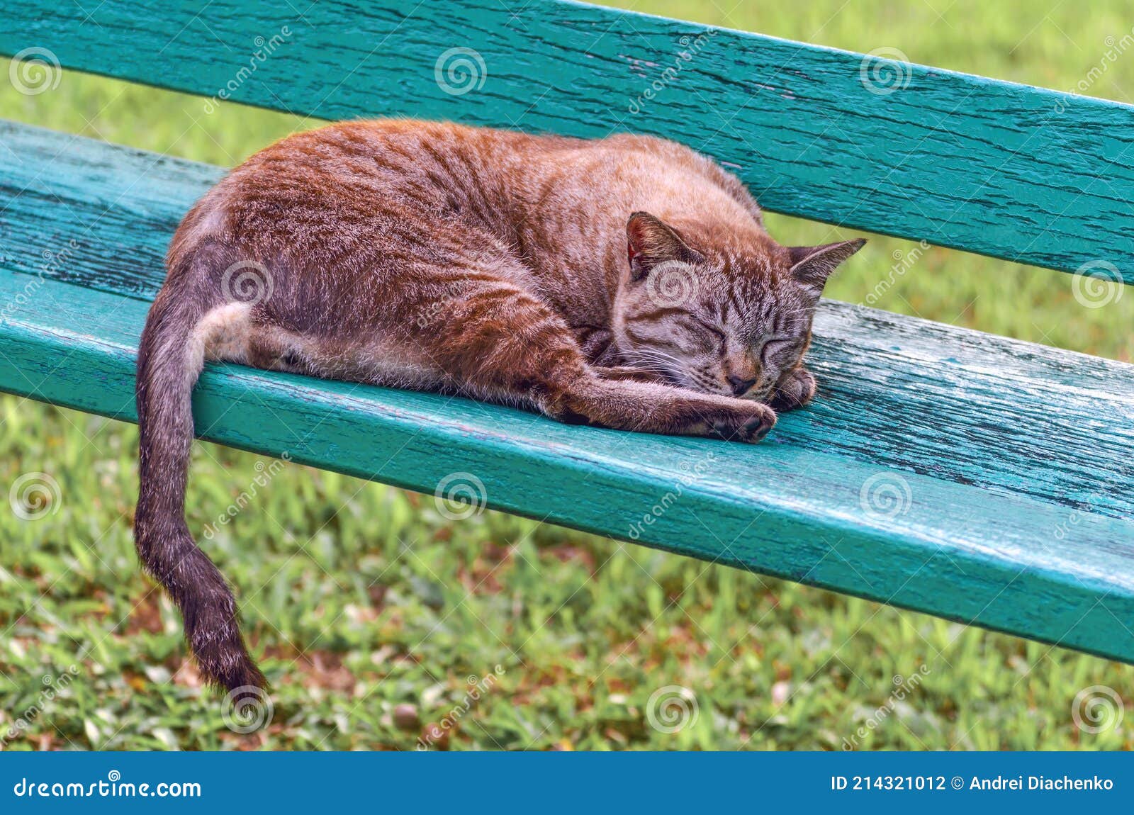 Ginger Cat Sleeping in Park Stock Photo Image of homeless, stripes 214321012