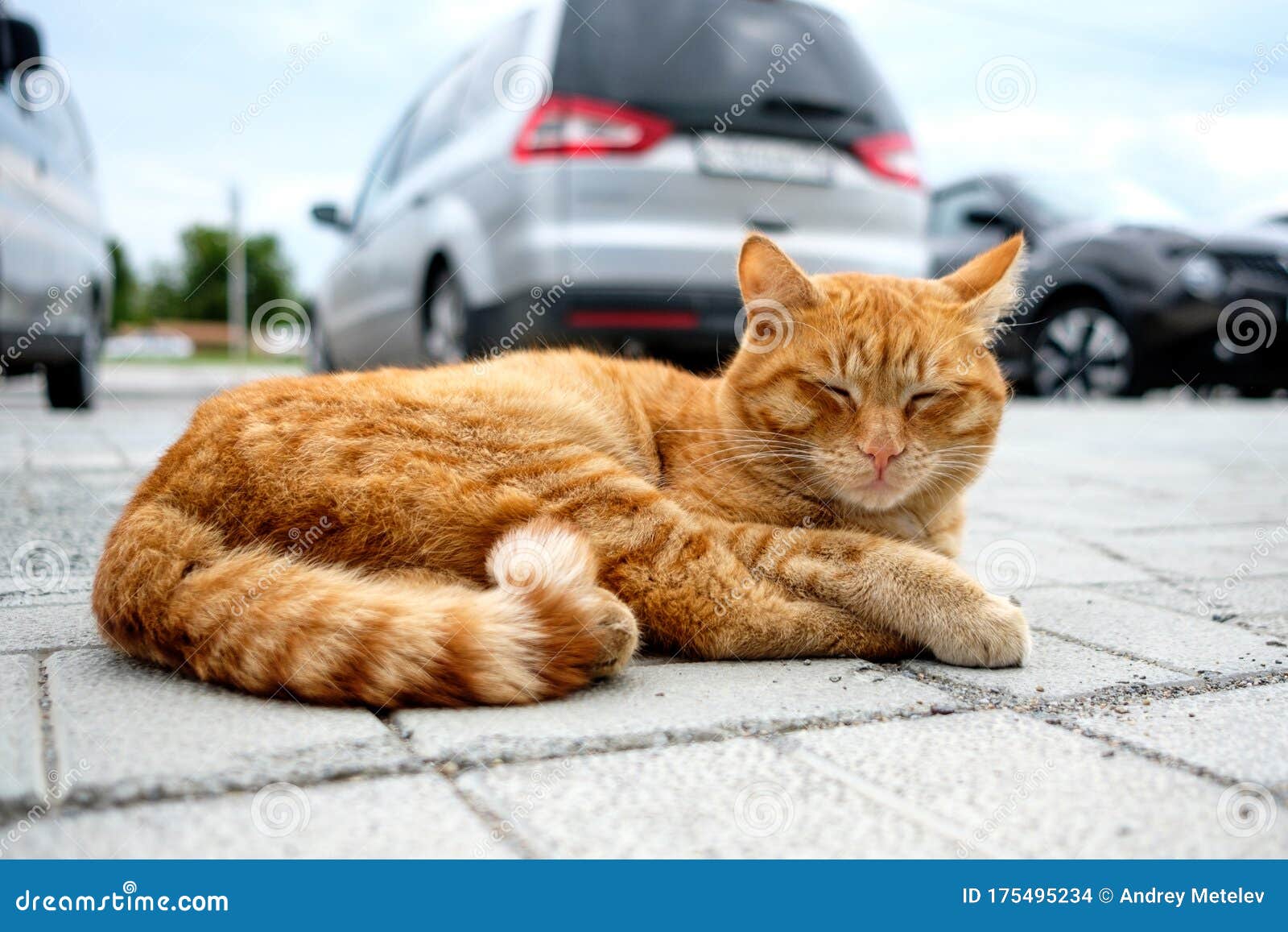 Ginger Cat Sleeps in a Car Park Stock Photo - Image of unhappy, street:  175495234