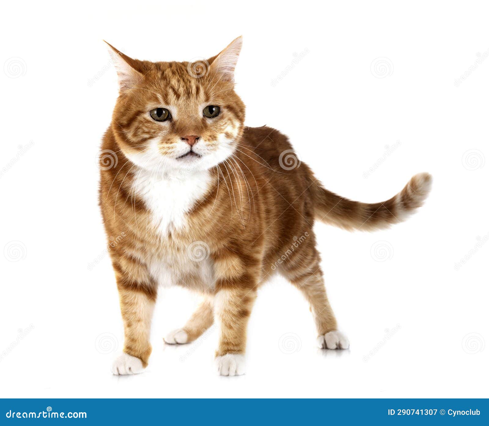 Ginger cat in studio stock image. Image of feral, feline 290741307