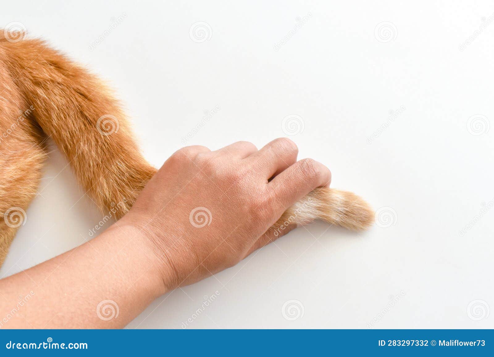 Ginger Cat Tail Being Pulled in a Human Hand. Stock Photo Image of
