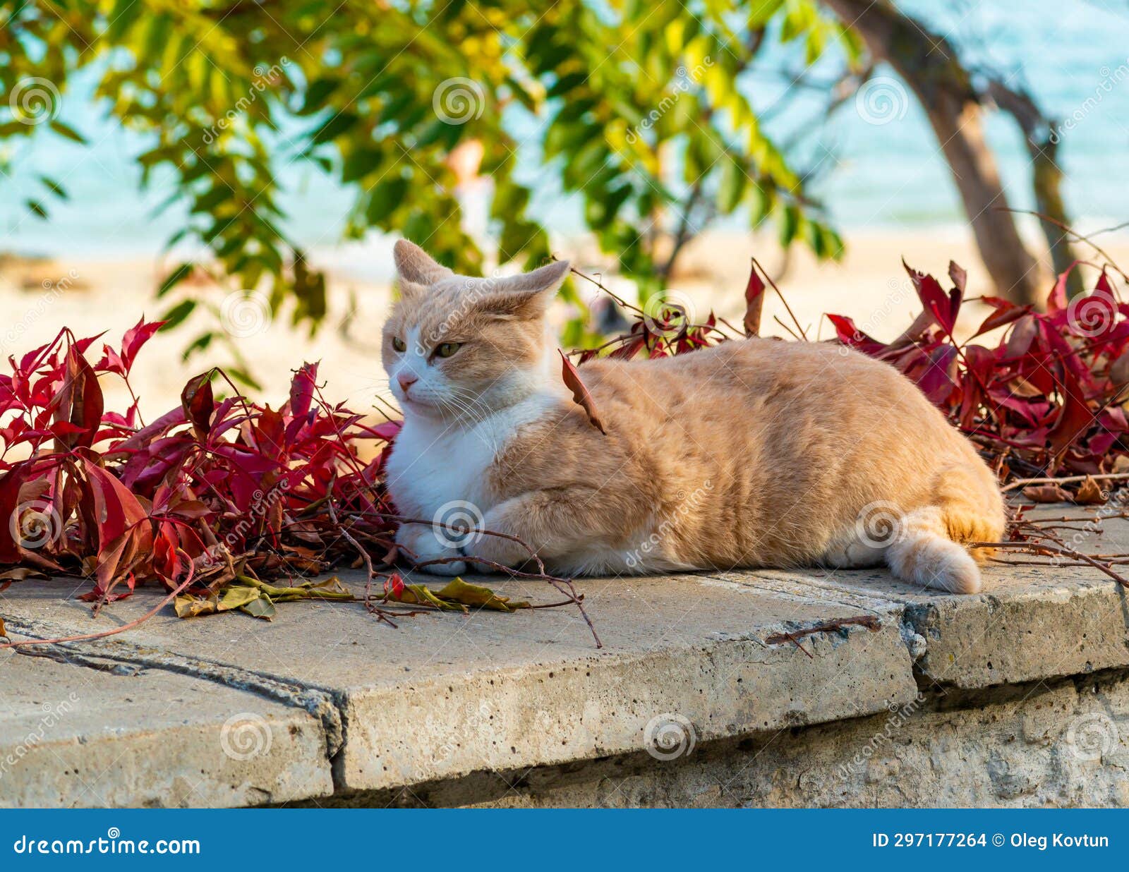 A Ginger Cat with a White Neck and White Paws Rests in the Sun during