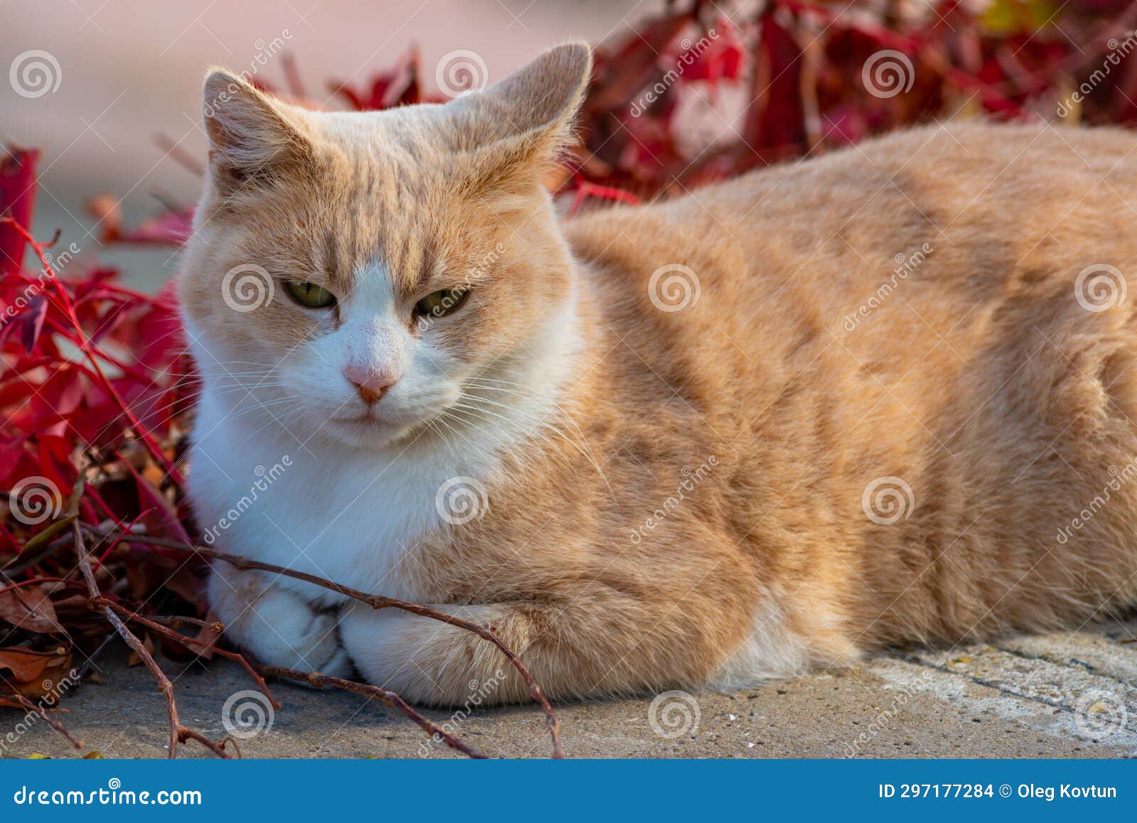 A Ginger Cat with a White Neck and White Paws Rests in the Sun during