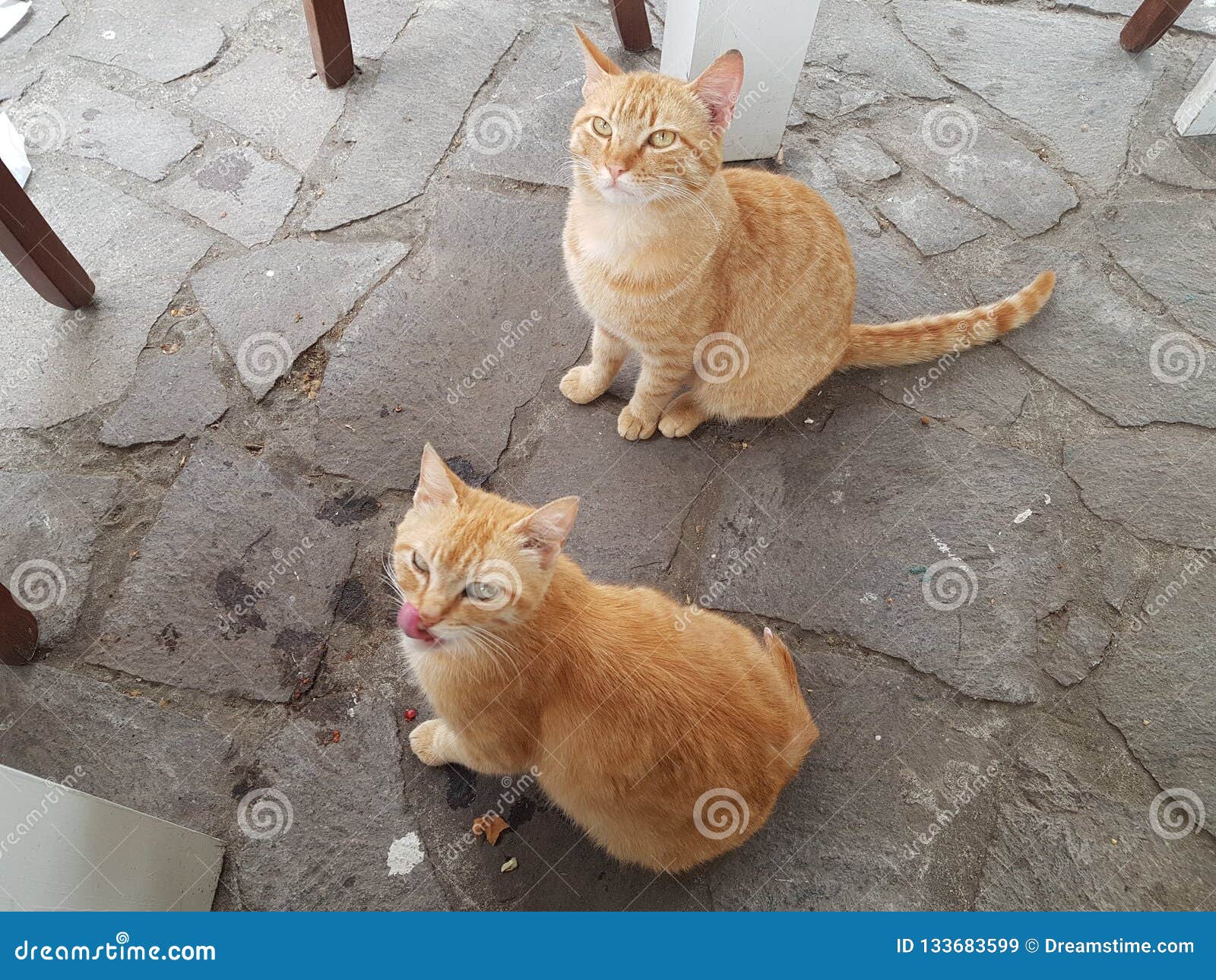 Ginger cats  of Pompei stock image Image of pompei 