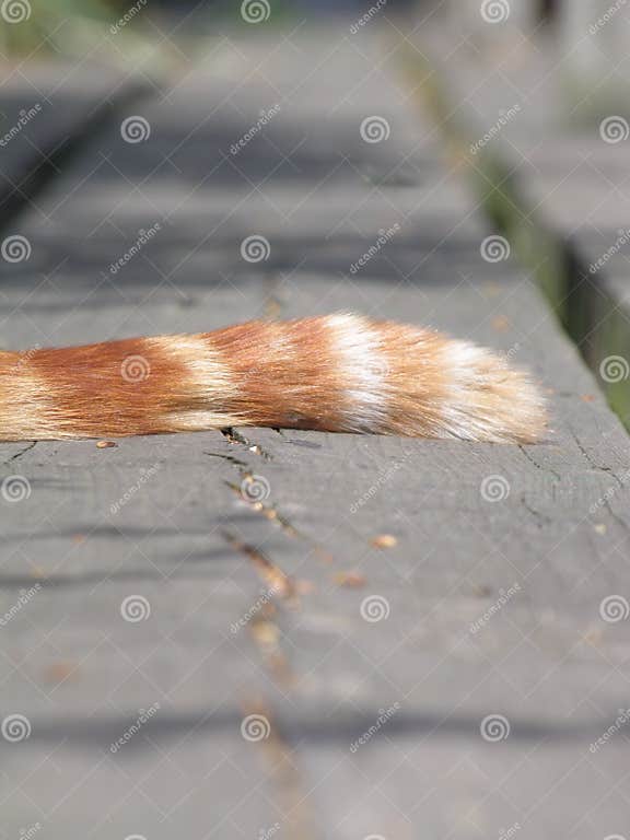 Ginger cats tail stock image. Image of ginger, feline, stripes 197791