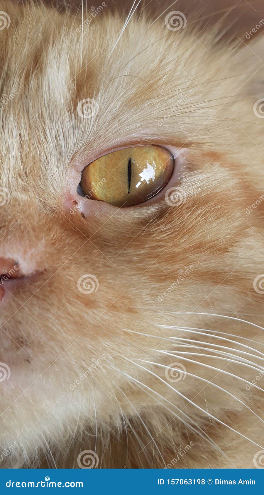 Ginger Cats with Yellow Eyes Stock Photo Image of yellow, ginger