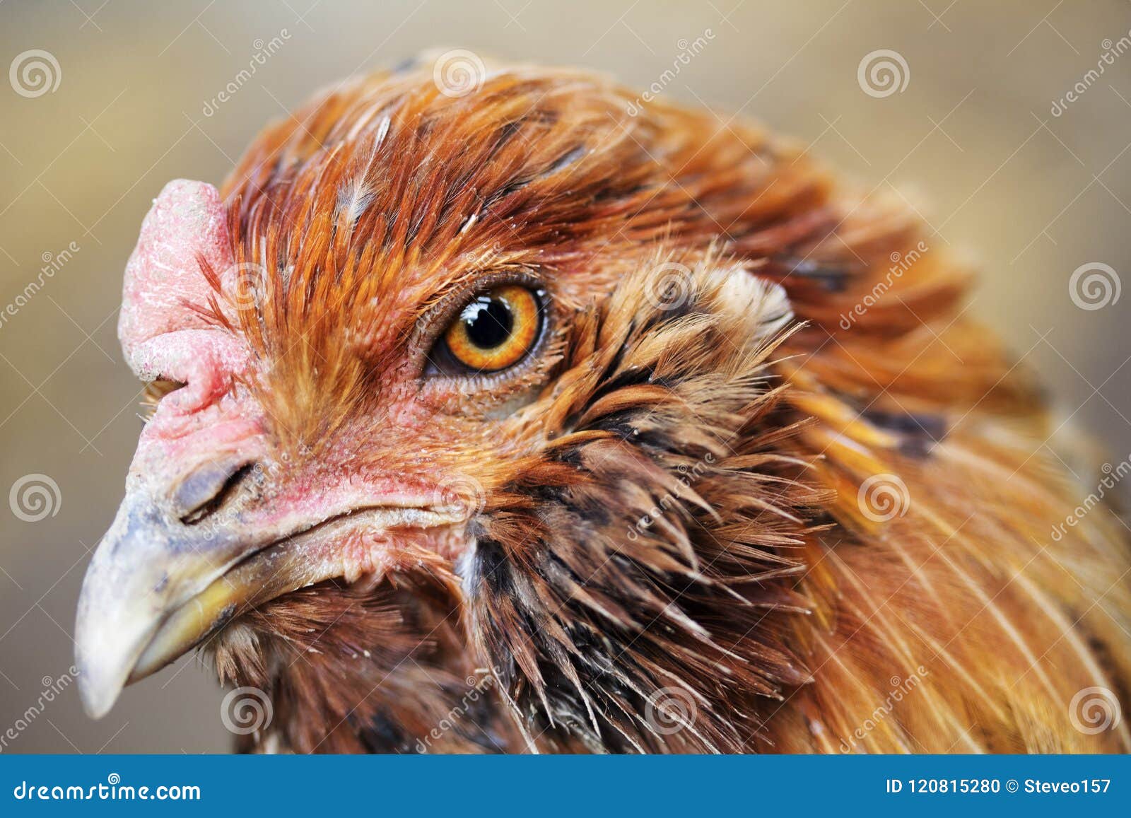 Ginger chicken 1 stock photo. Image of domestic, ameraucana 120815280