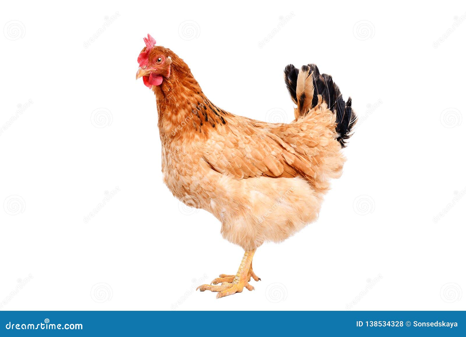 Ginger chicken isolated stock photo. Image of chiken 138534328