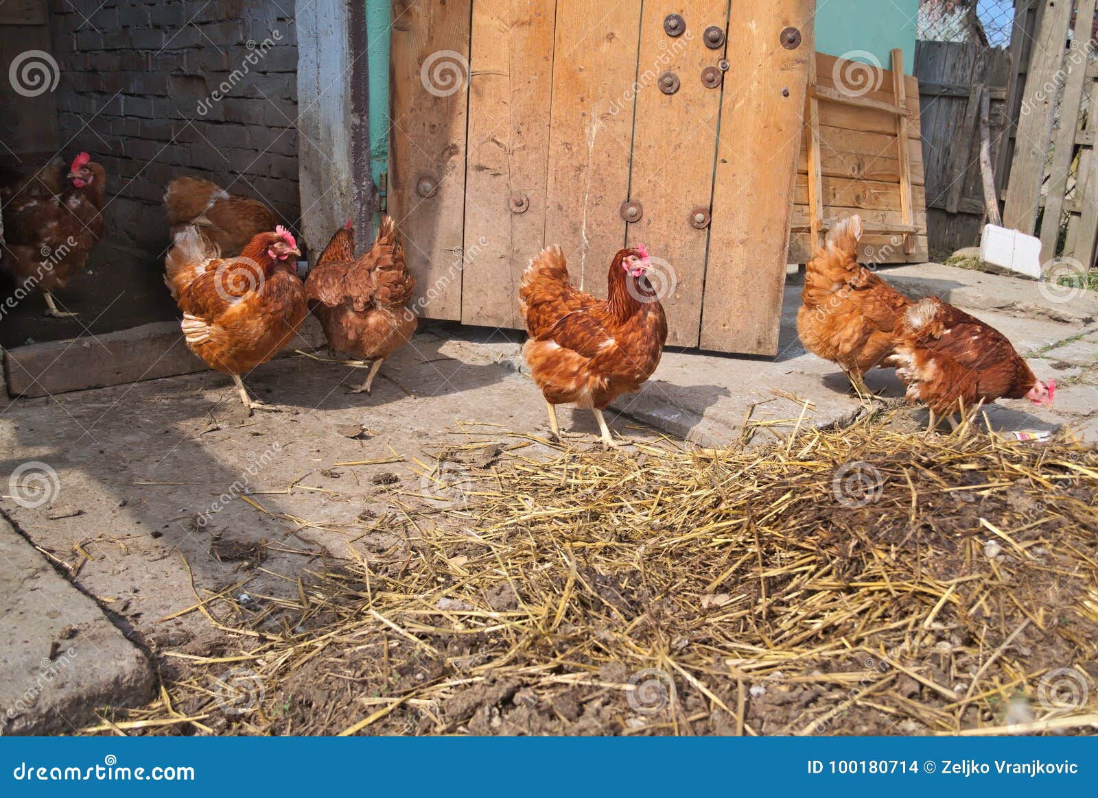 Ginger chickens having fun stock photo. Image of animal 100180714