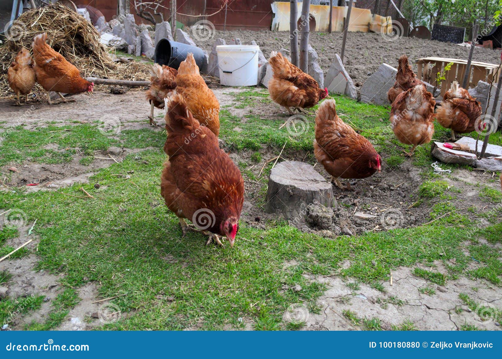 Ginger chickens having fun stock photo. Image of feather 100180880
