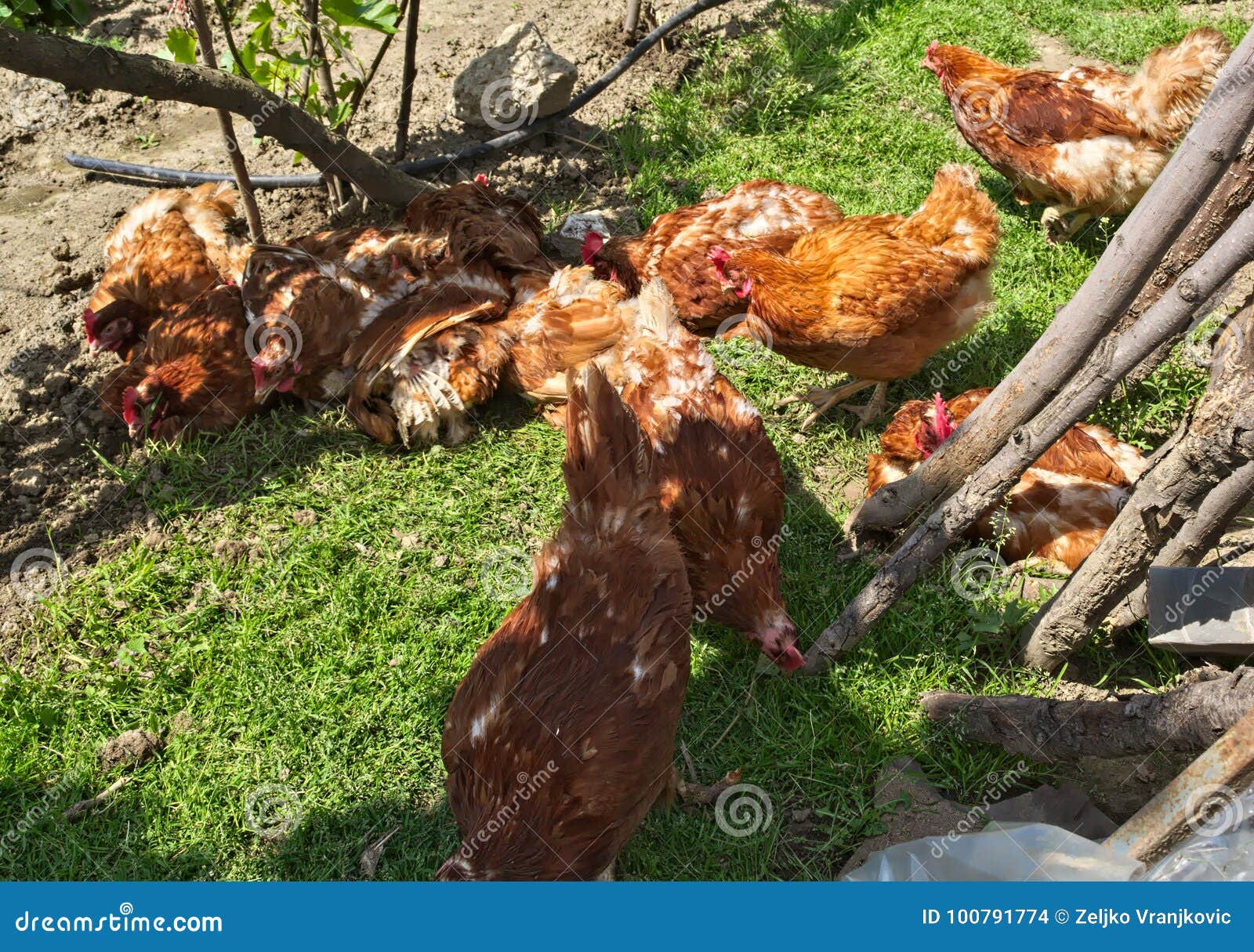 Ginger Chickens Having Fun on Spring Sun Stock Photo Image of roast