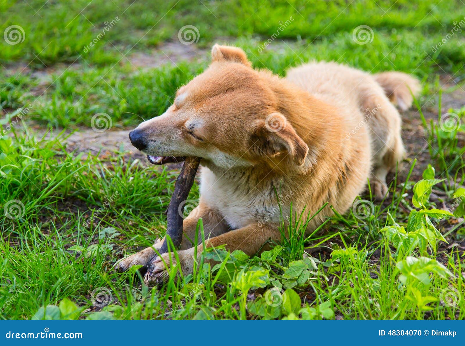 Ginger dog stock photo. Image of lovely, promenade, cute 48304070