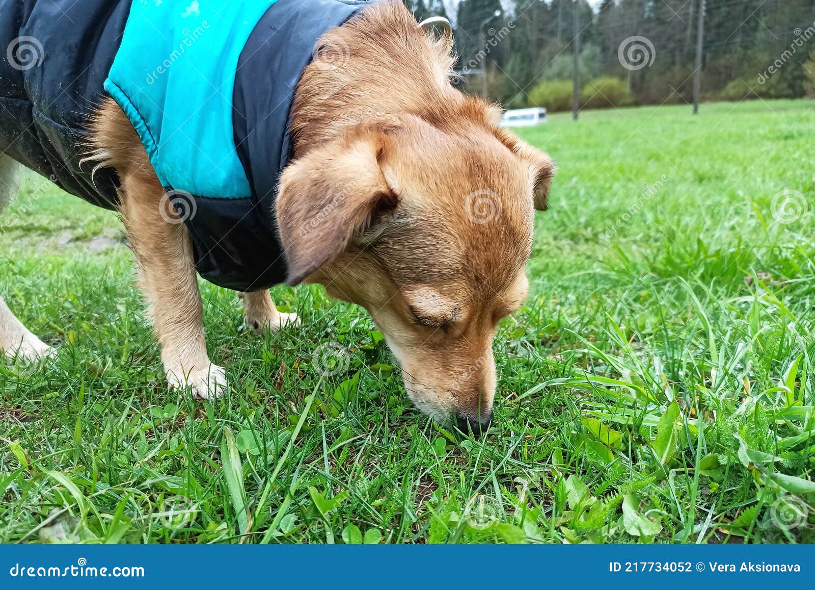Ginger Dog in a Jacket Sniffs the Grass Stock Photo Image of friendly