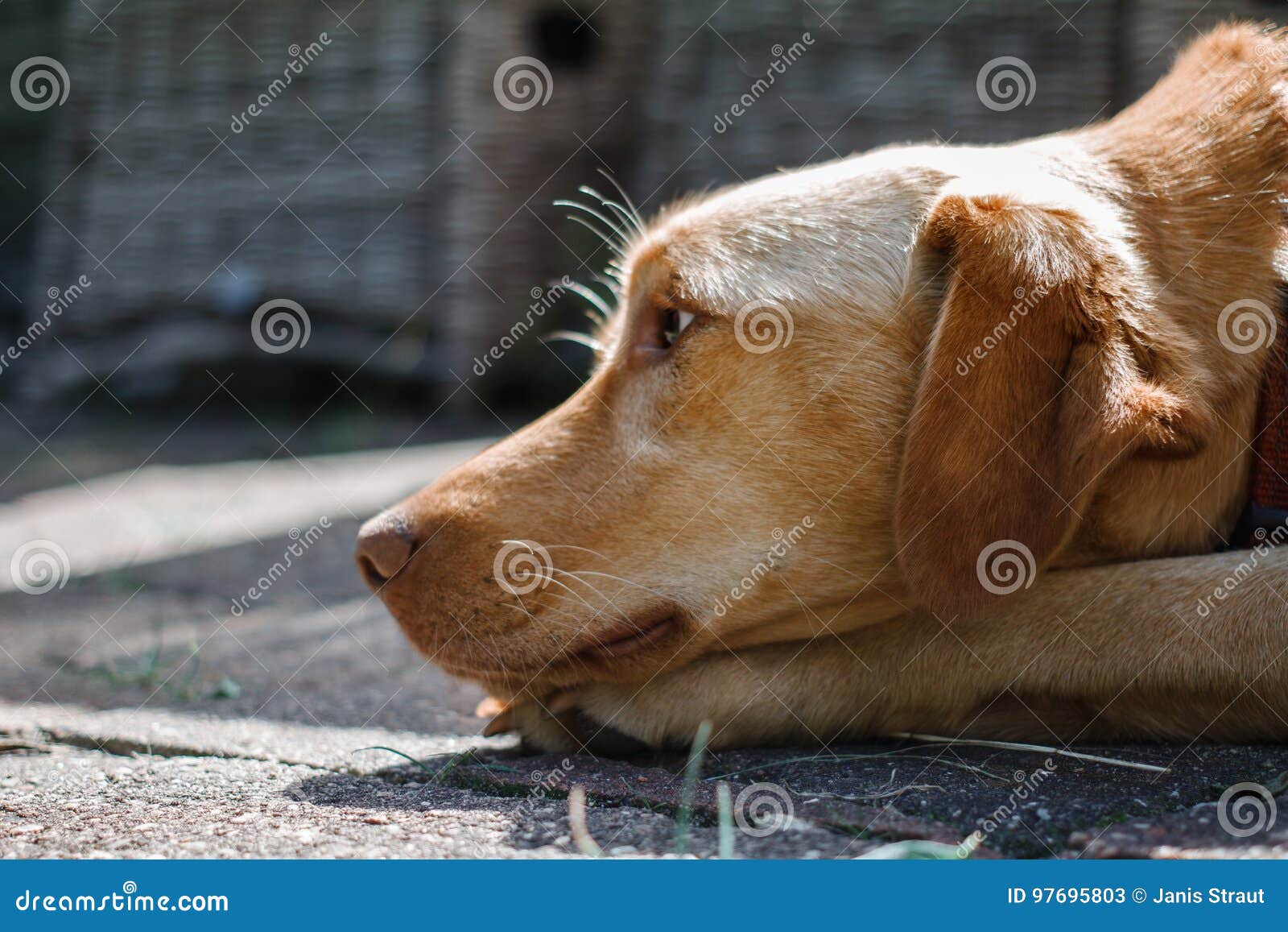 The Ginger Dog Looks Sideways with a Sad Look. Stock Image Image of