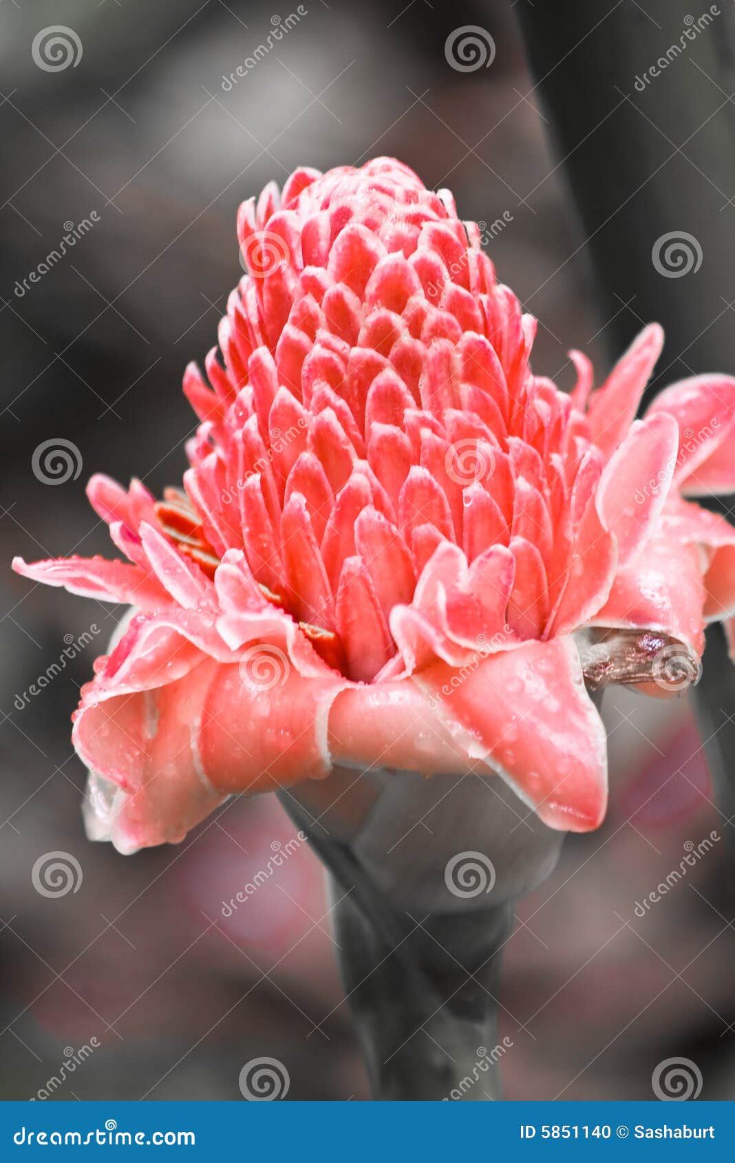 Ginger Flower stock photo. Image of background, flora 5851140