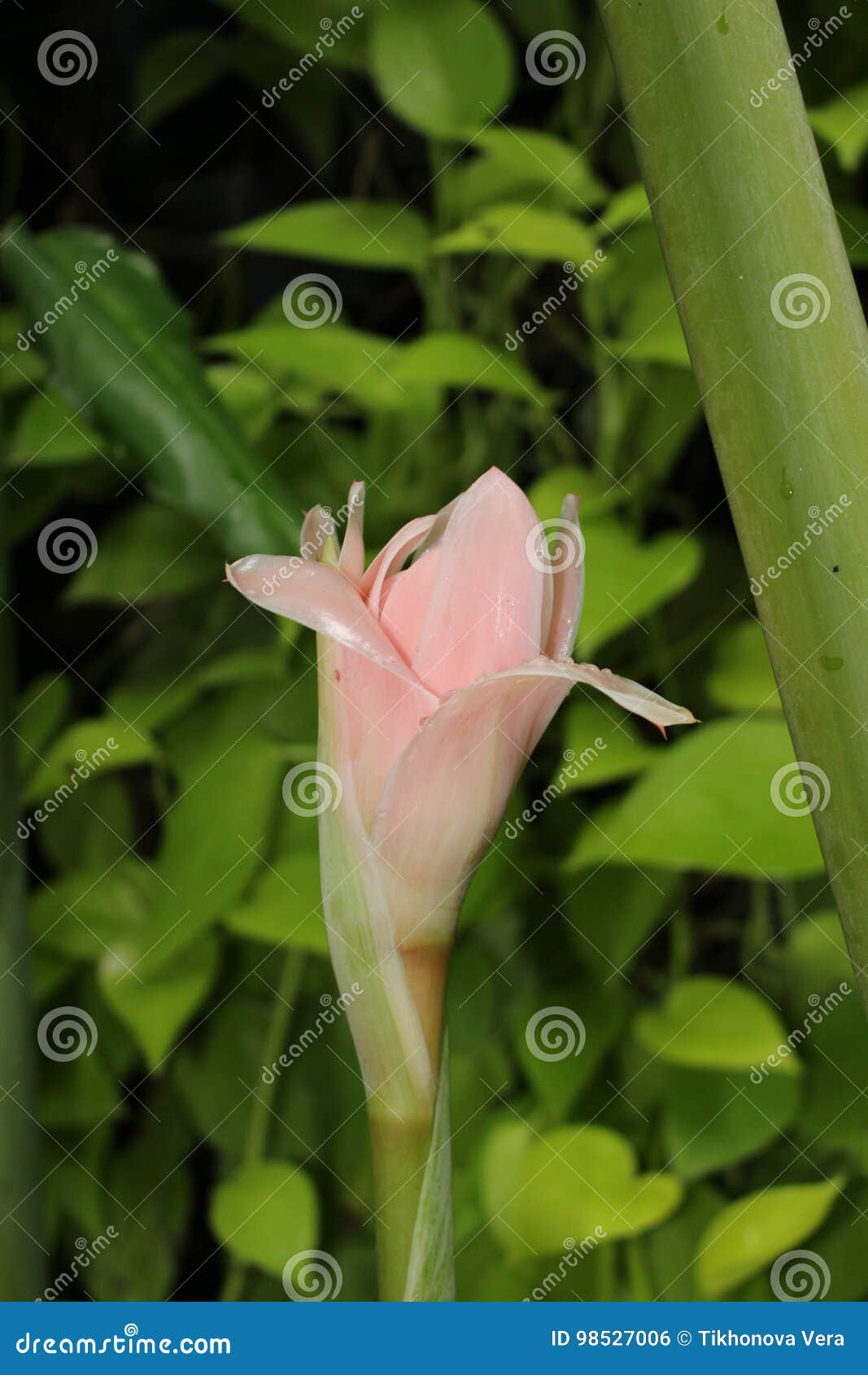 Bud Ginger flower stock photo. Image of summer, ginger - 98527006