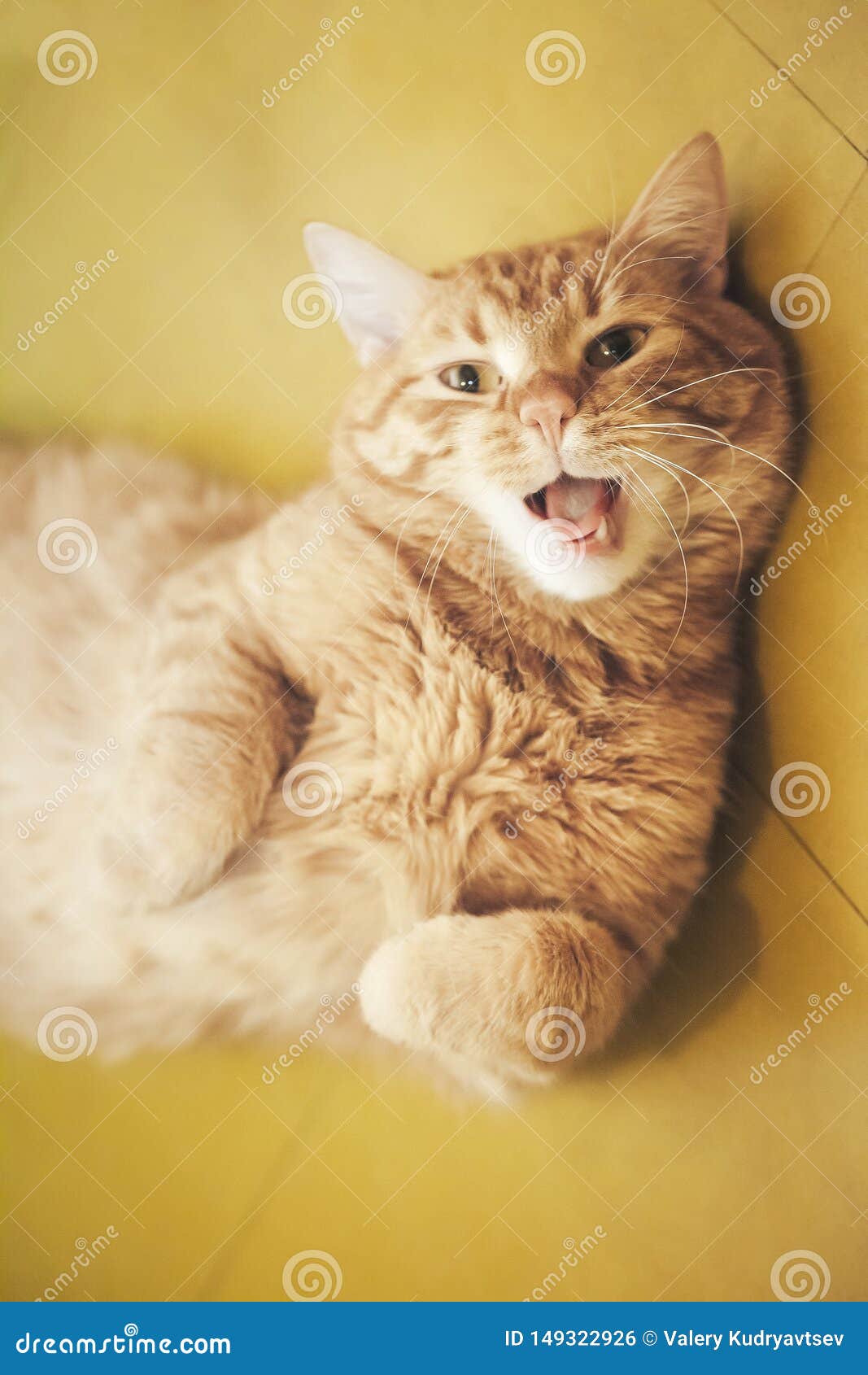 Ginger Hair Cat stock photo. Image of hair, catus, background 149322926