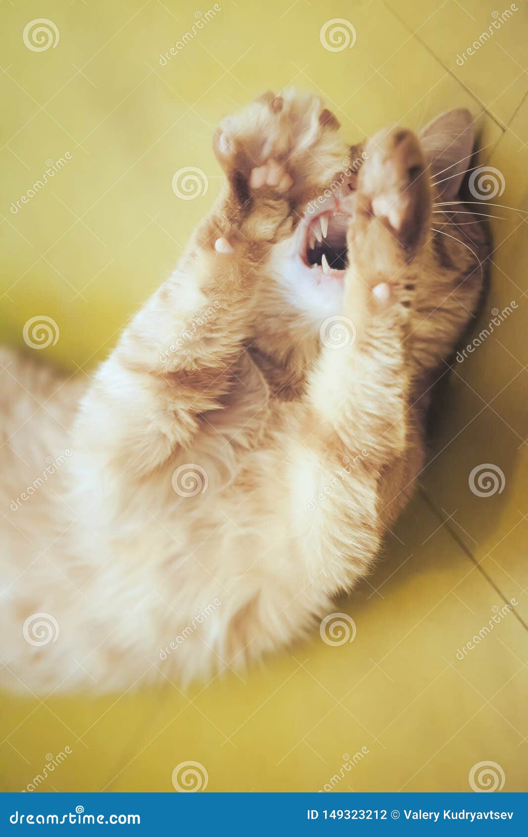 Ginger Hair Cat stock photo. Image of catus, background 149323212