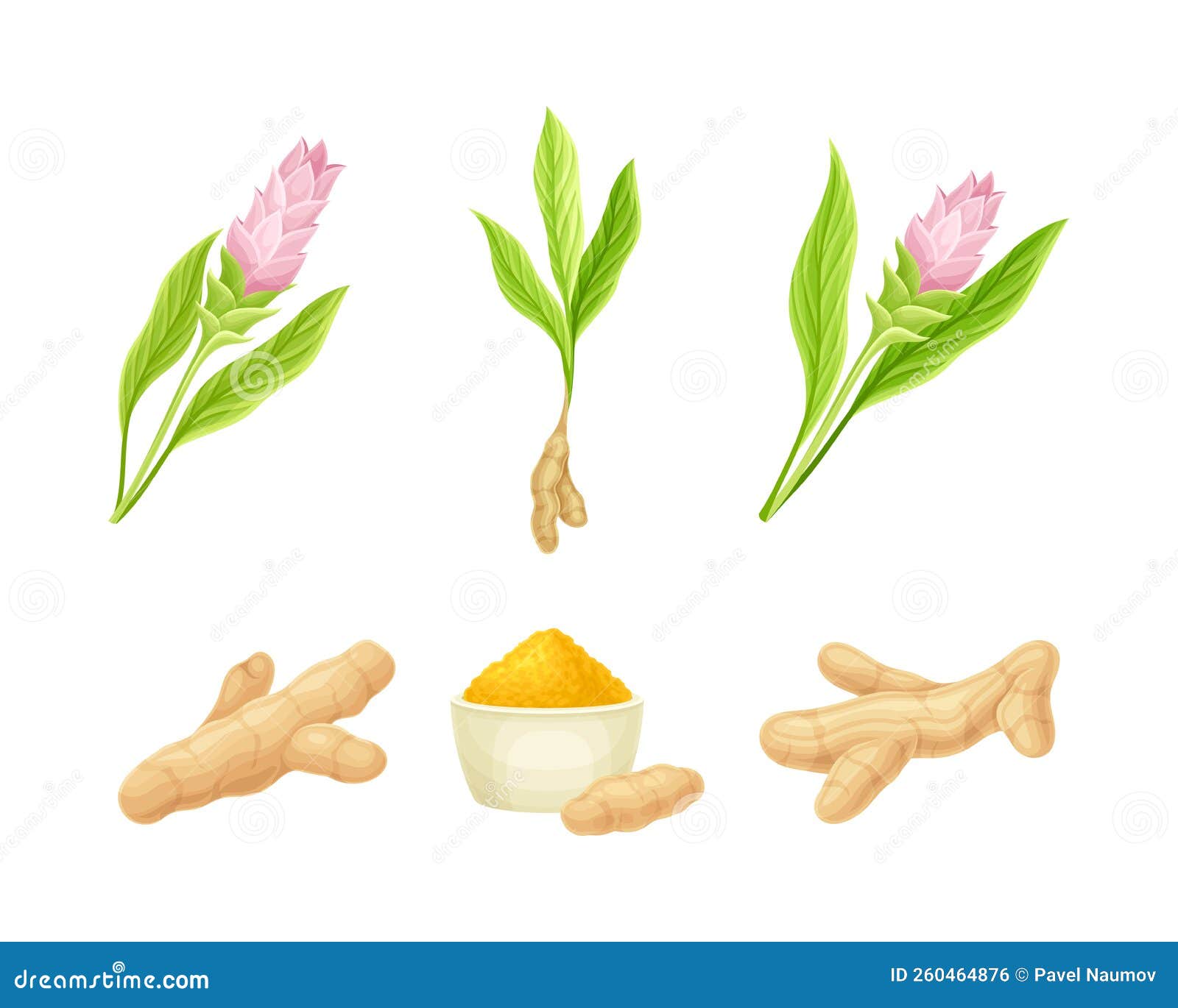 Ginger Herbal Plant Set. Blooming Flowers and Root Vector Illustration