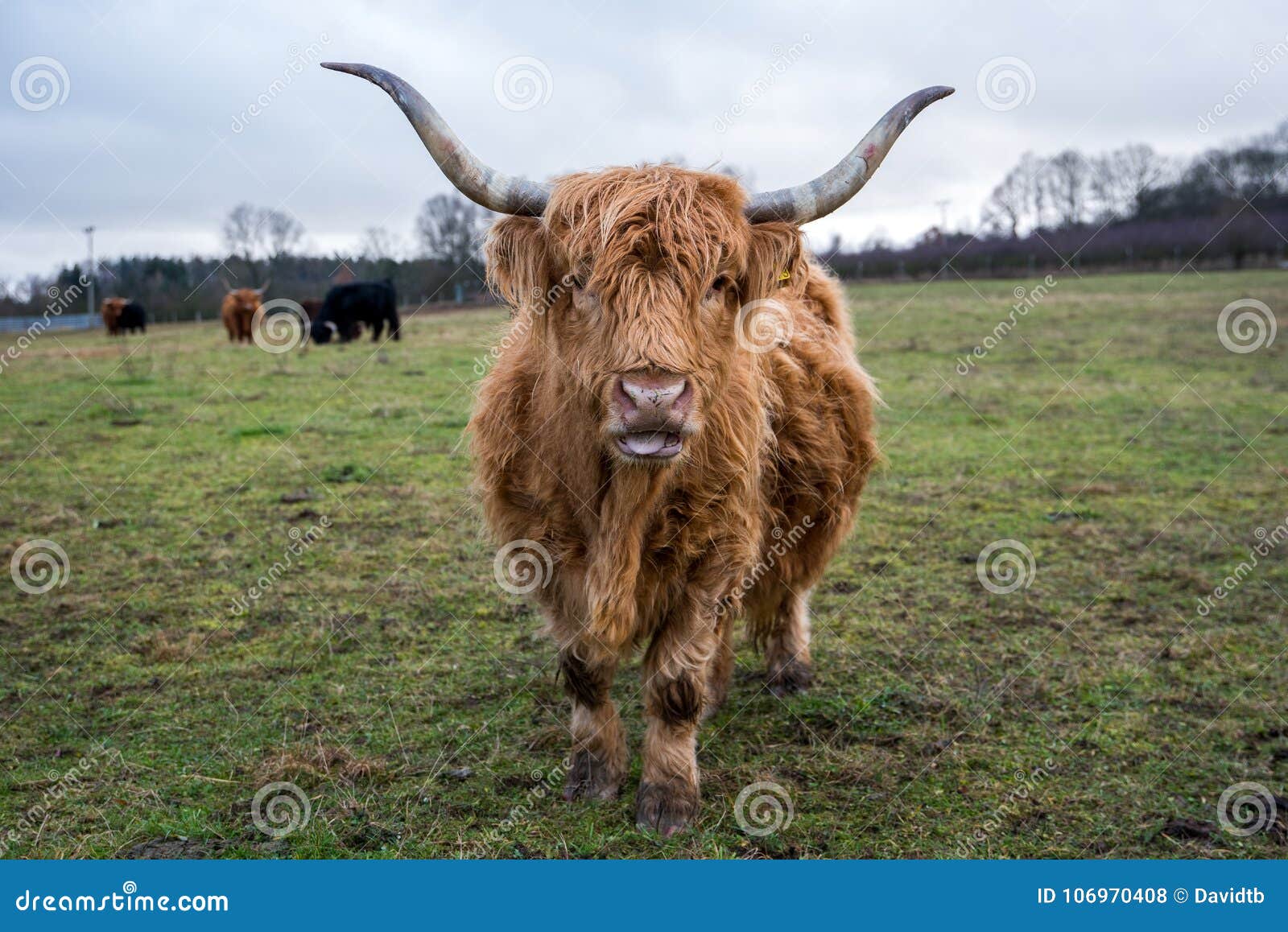 Ginger Highland Cow Royalty-Free Stock Photography | CartoonDealer.com ...