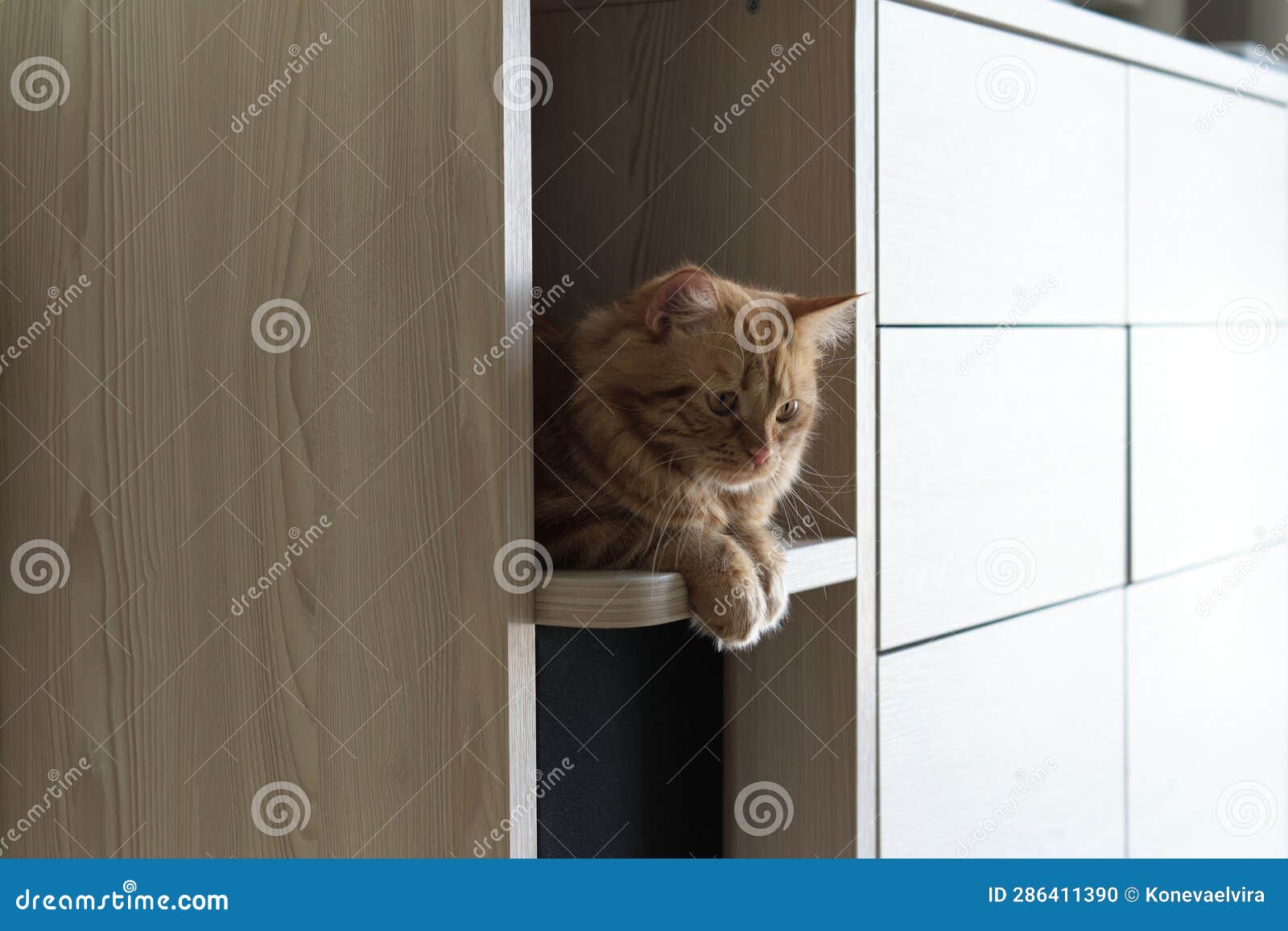 Ginger House Cat Finds Solace and Security on a Shelf Inside a Wardrobe