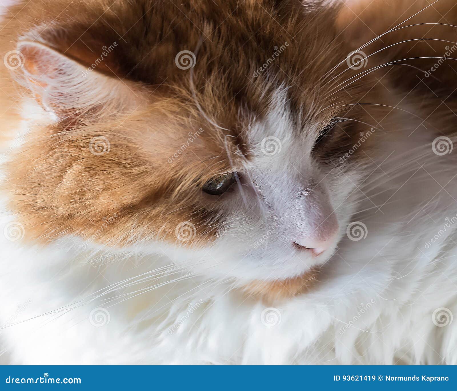 Ginger House Cat Playing with Egg Stock Image Image of playful, cute