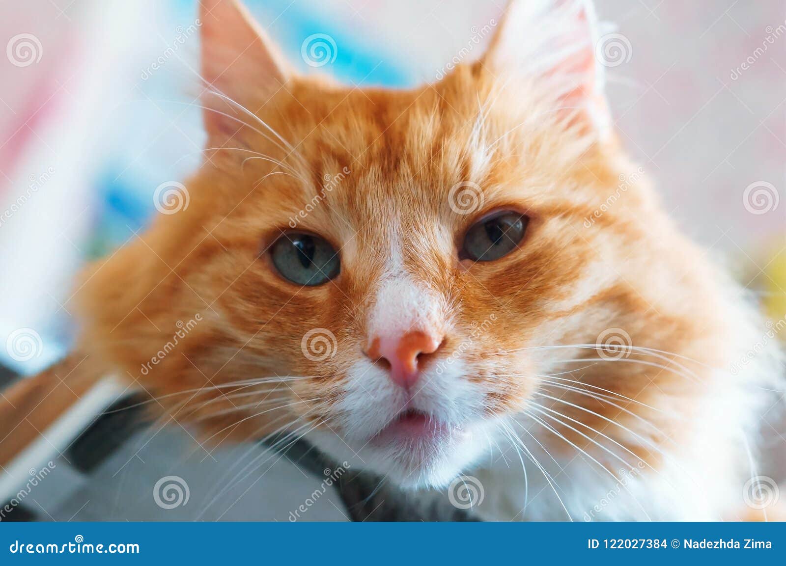 Well Maintained Clean Fluffy Cat, Ginger House Cat Stock Photo Image