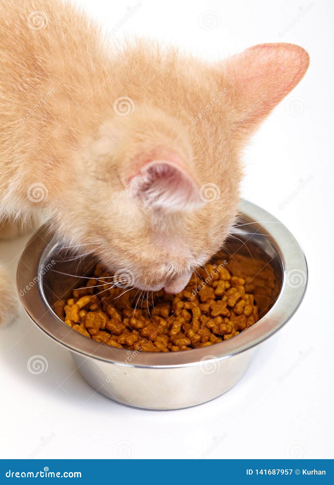 Ginger kitten cat eating stock image. Image of kitty 141687957