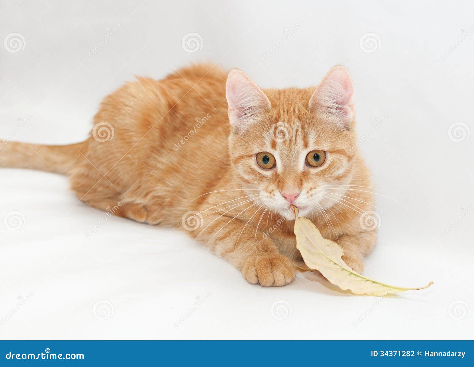 Ginger Kitten Chewing Stalks of Yellow Autumn Leaf Stock Photo Image