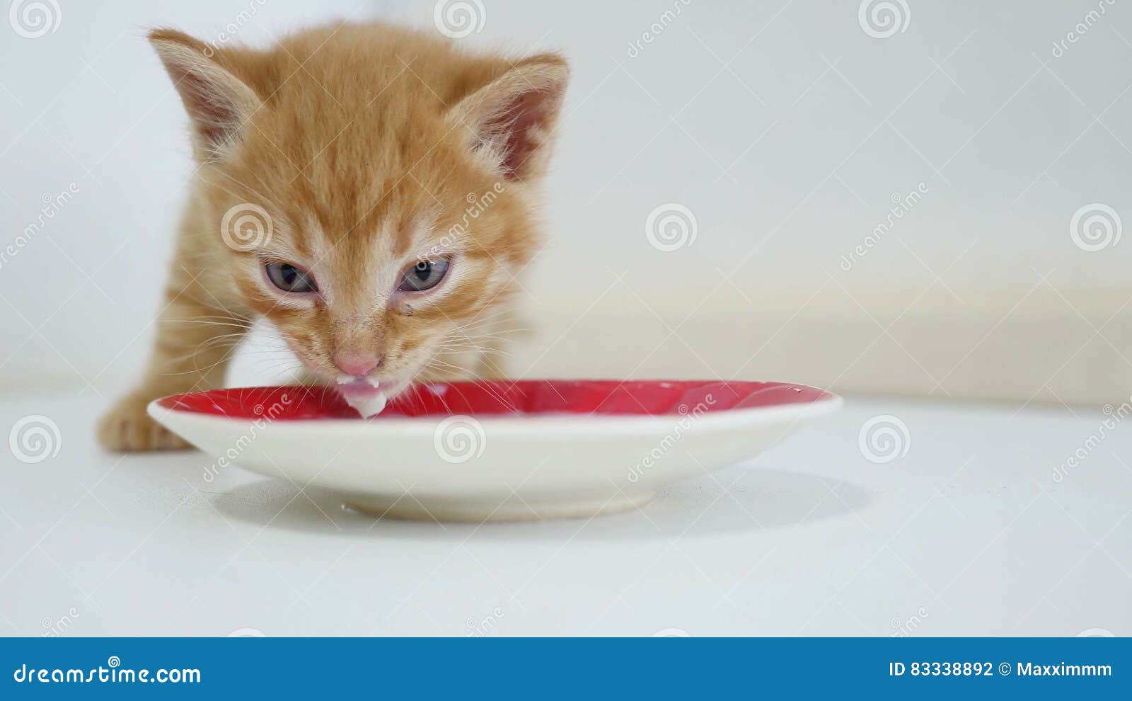 Ginger Kitten Drinking Milk from a Saucer Video Stock Photo Image of